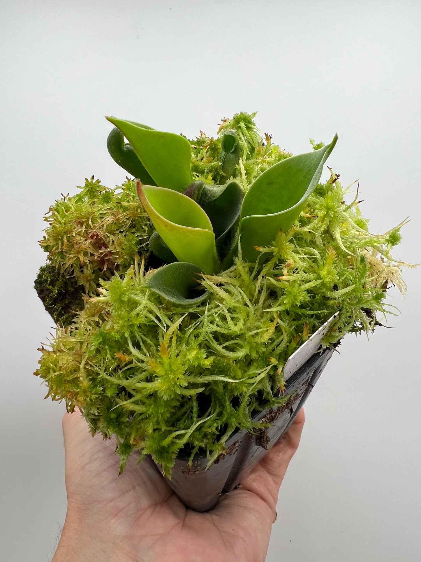 Heliamphora ciliata
