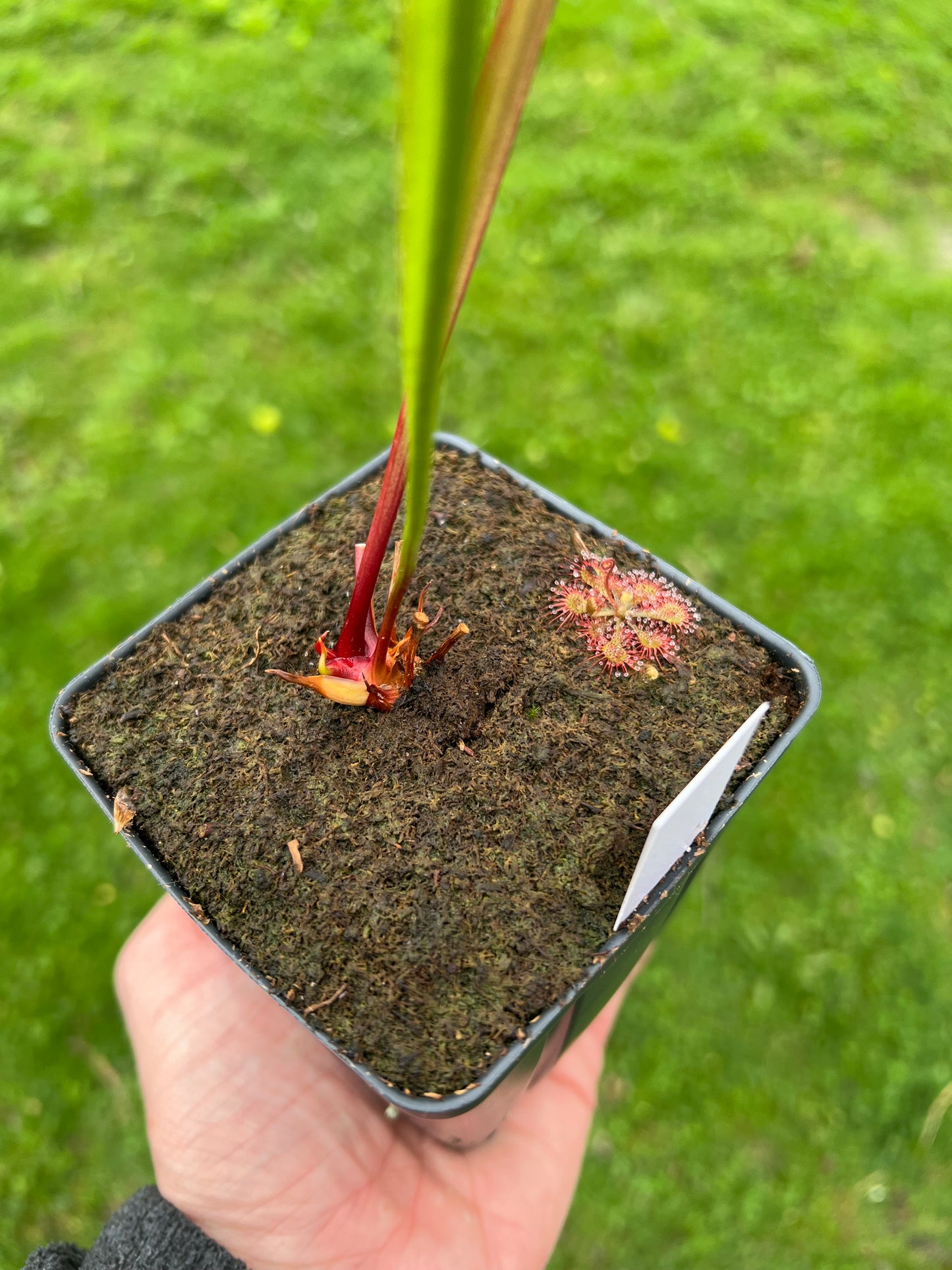 Sarracenia ‘Purple Lips’ x ‘Adrian Slack’