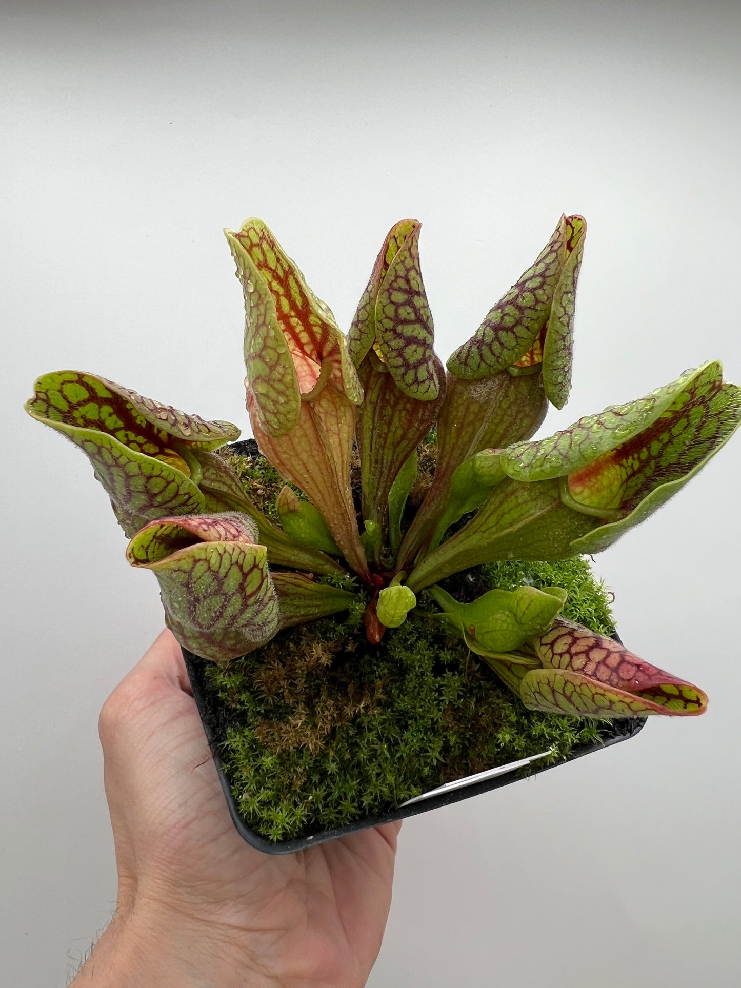 Sarracenia purpurea var. montana (Transylvania Co, NC) - Seed Grown #9