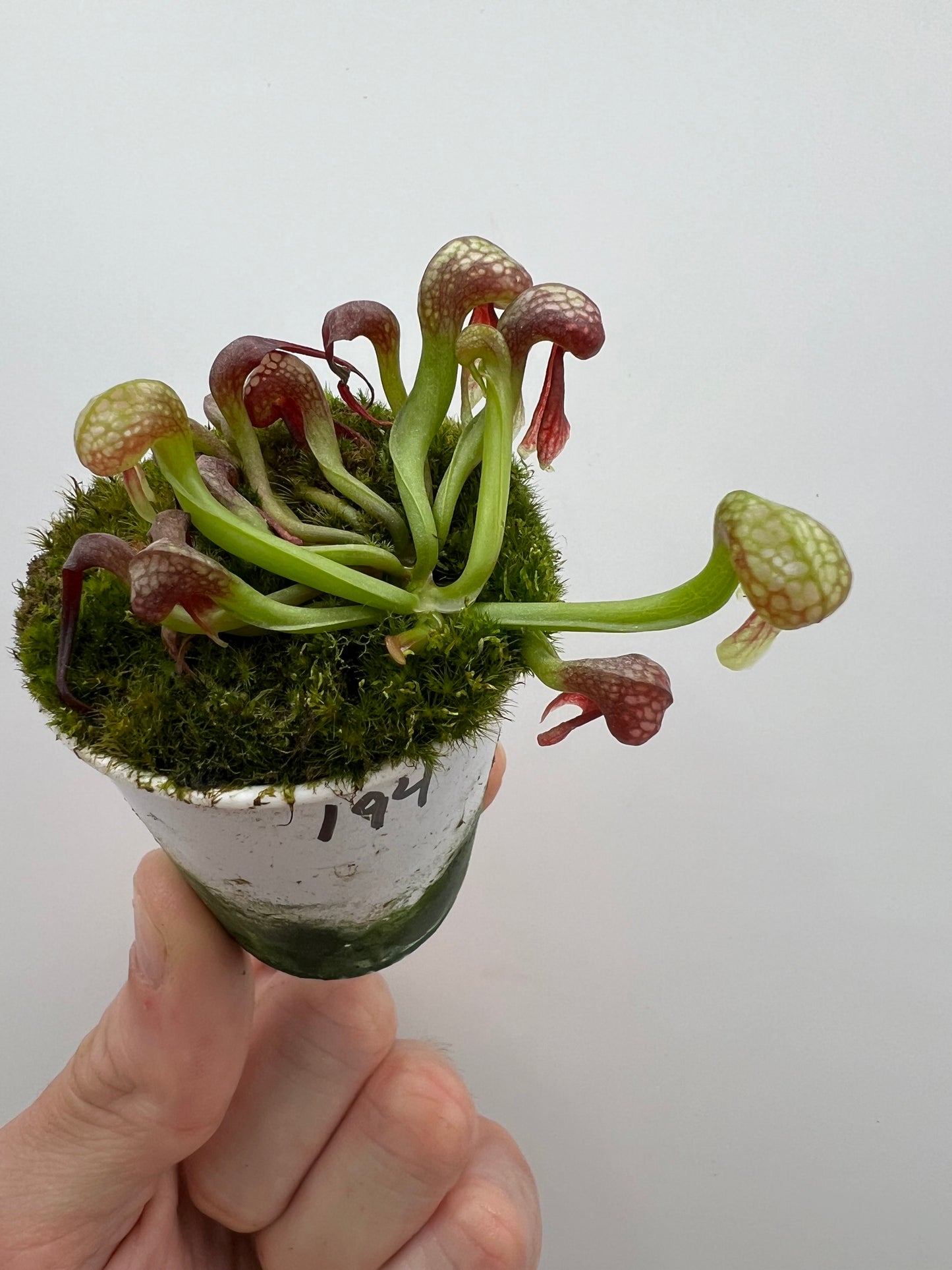 Darlingtonia californica (Cobra Pitcher Plant) - Seed Grown #194
