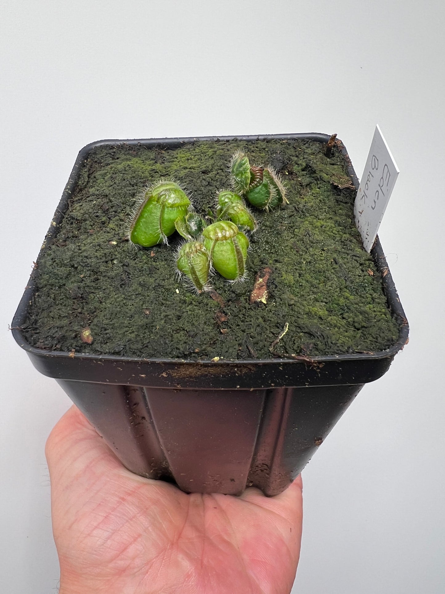 Cephalotus follicularis ‘Eden Black’ - *Rare* (small)