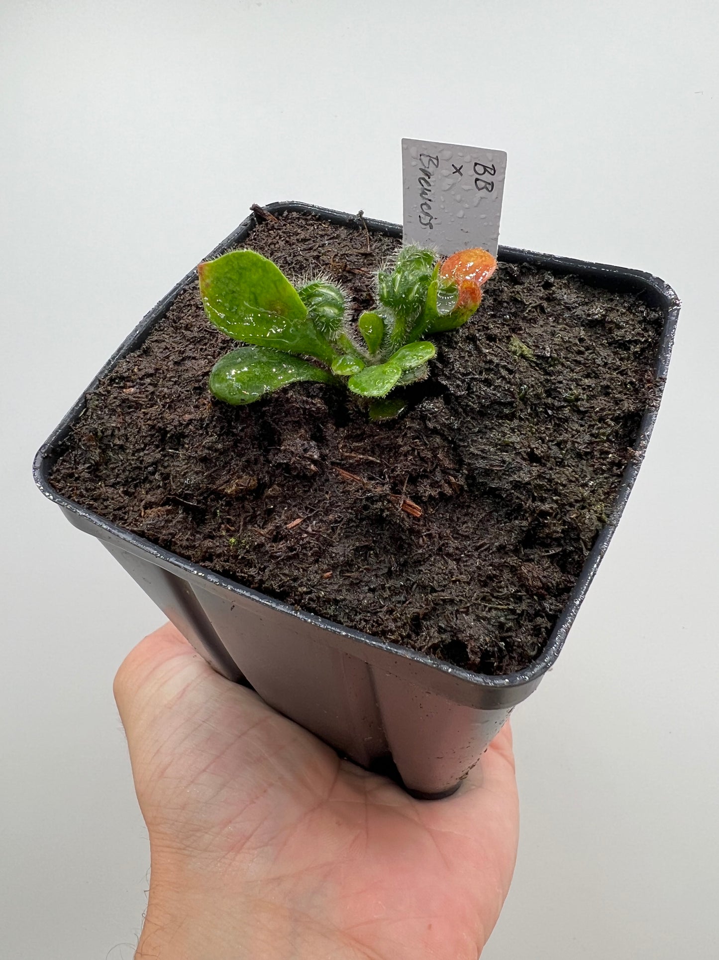 Cephalotus follicularis “Brewers Beauty” x “Brewers”
