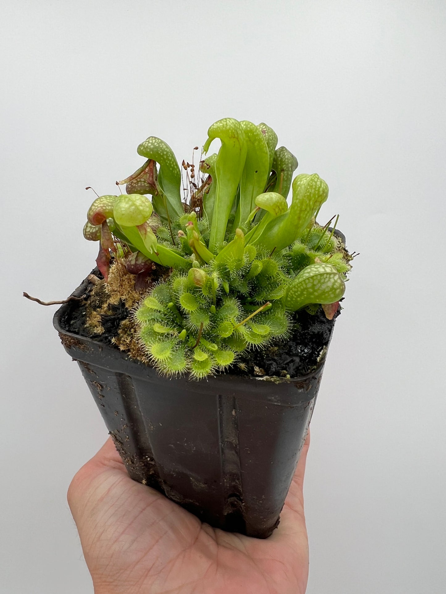 Darlingtonia californica (Cobra Pitcher Plant) - Seed Grown #196