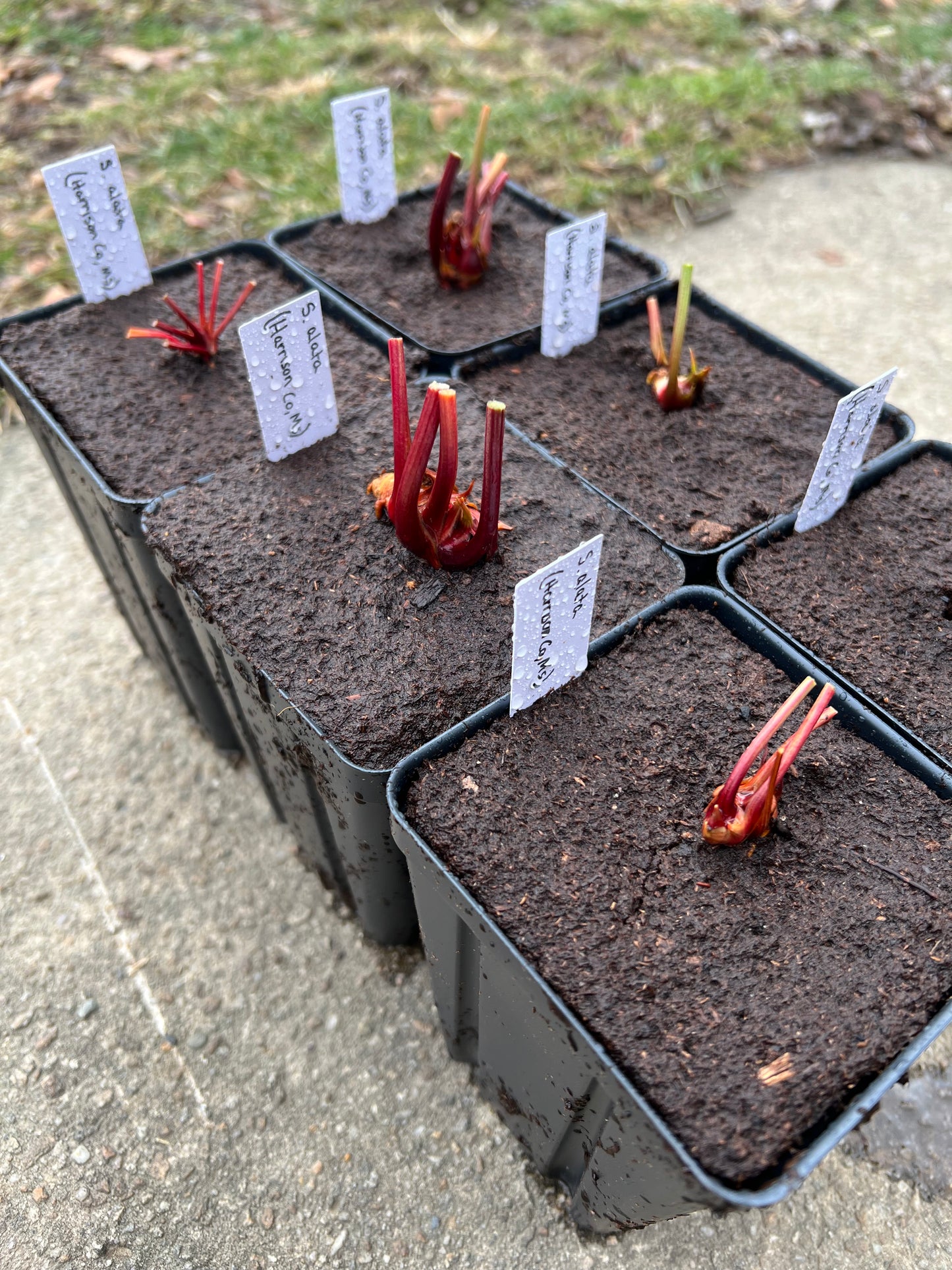 Sarracenia alata (Harrison Co, MS)