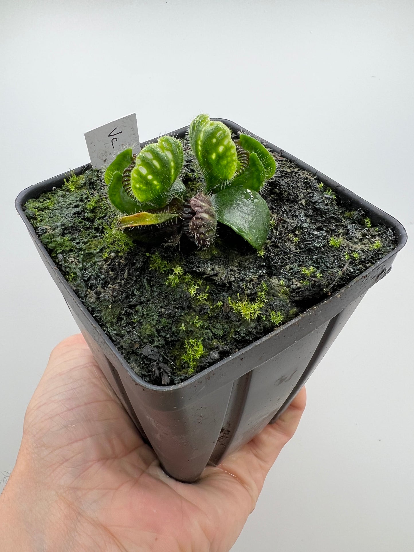 Cephalotus follicularis “Vigorous Clumping” - Stephen Morley