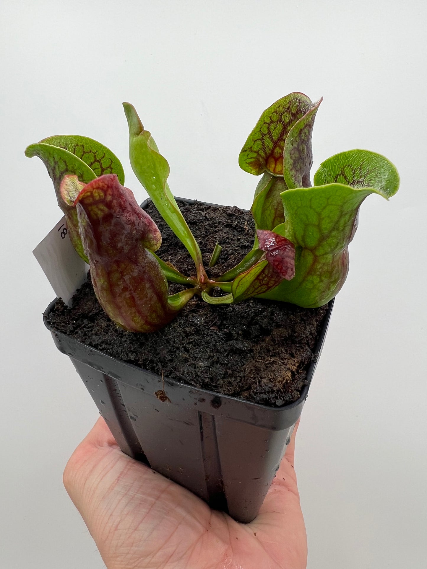 Sarracenia purpurea ssp. purpurea (Centre Co, PA) x (Ocean Co, NJ) - Seed Grown #18