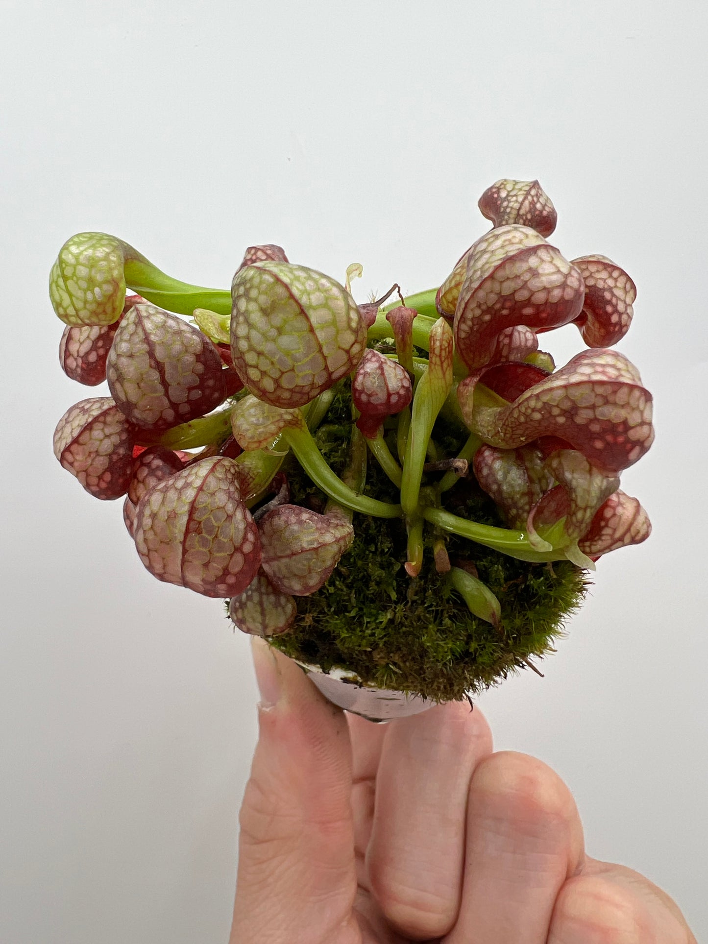 Darlingtonia californica (Cobra Pitcher Plant) - Seed Grown #166