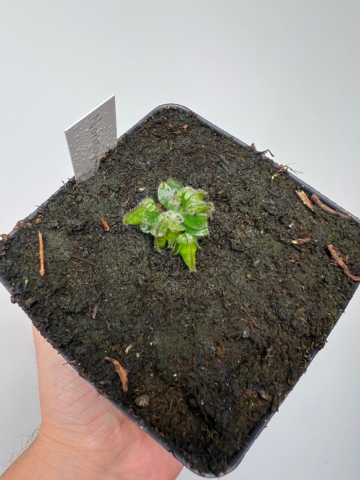 Cephalotus follicularis “Norma”