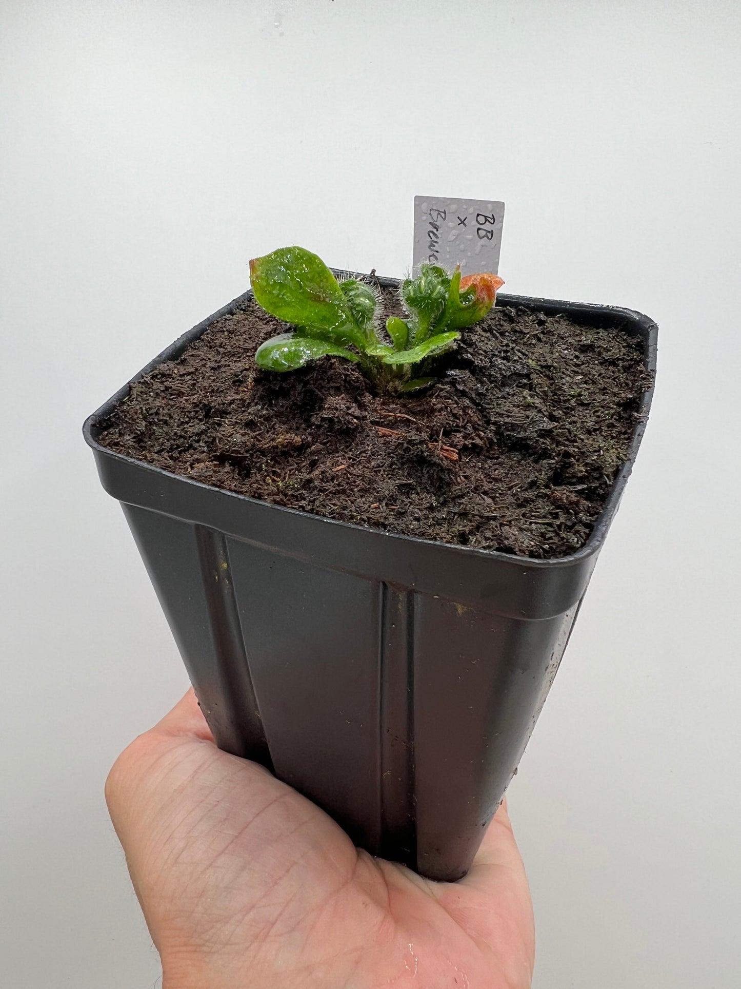 Cephalotus follicularis “Brewers Beauty” x “Brewers”