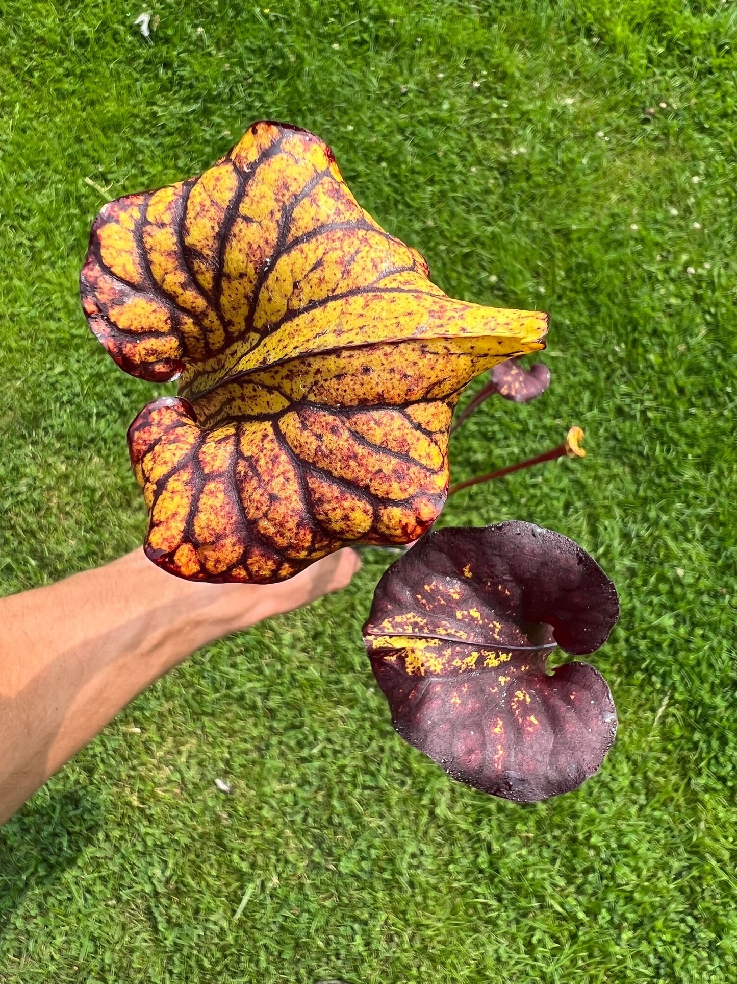 Sarracenia flava var. rubricorpora (N. Liberty Co, FL)