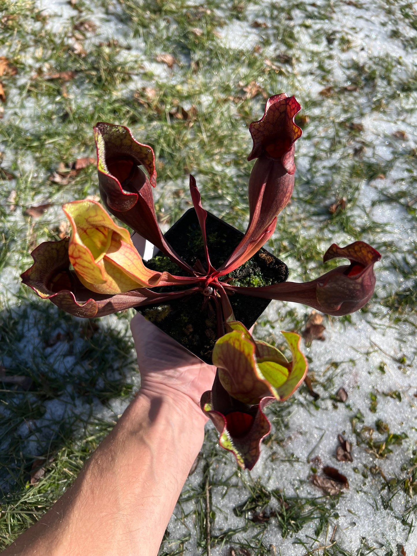Sarracenia purpurea ssp. purpurea (Norfolk Co, MA) x (Bruce Co, Ontario Canada) - Seed Grown #23