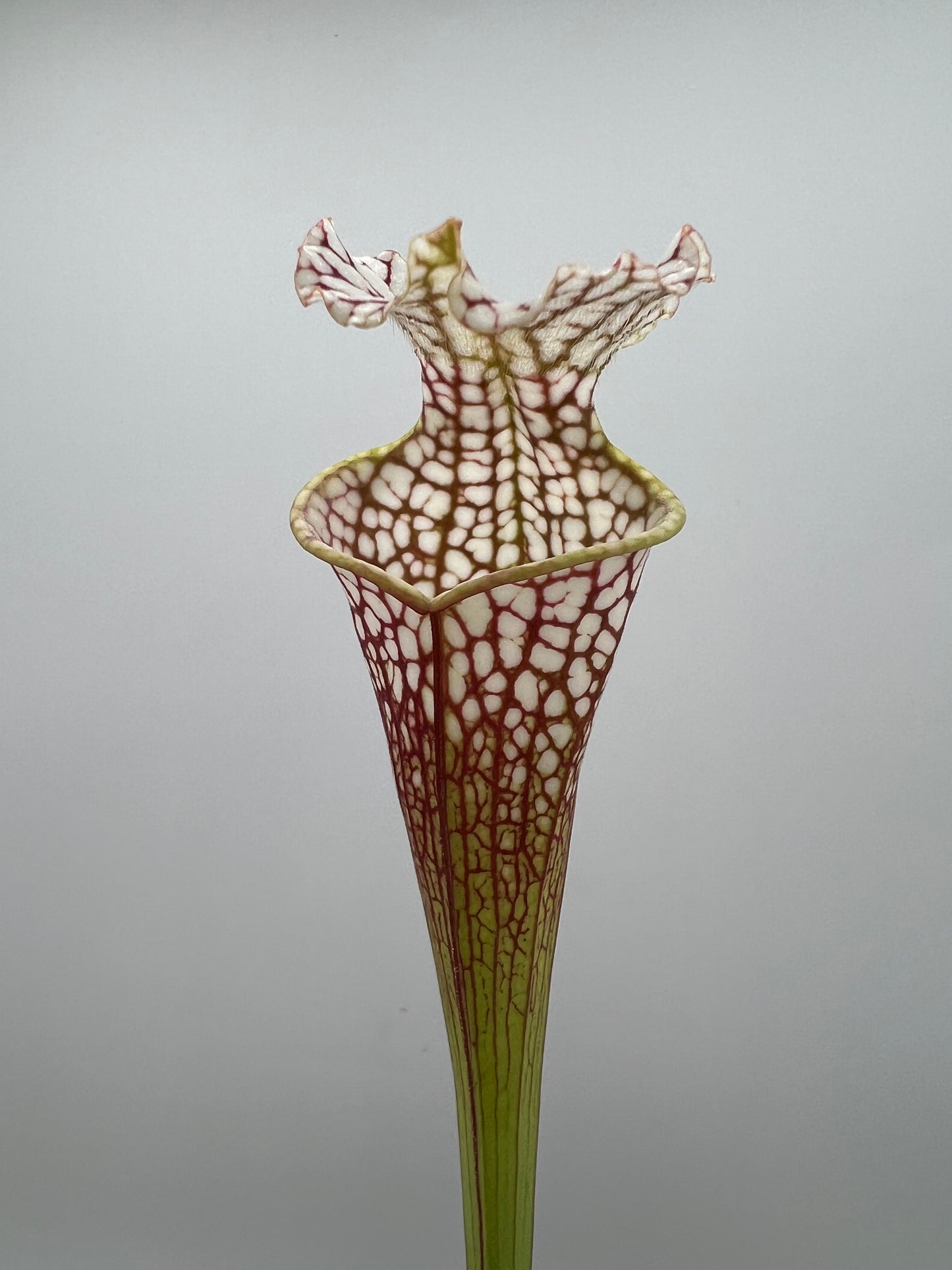Sarracenia “Hawaiian Ice” x ‘Dragon Queen’ - Seed Grown #7