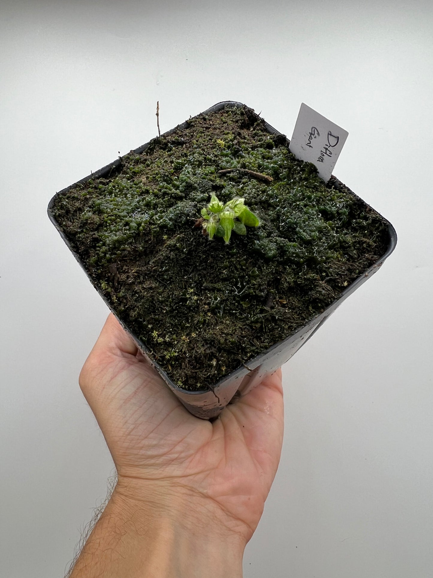 Cephalotus follicularis “Diflora giant”