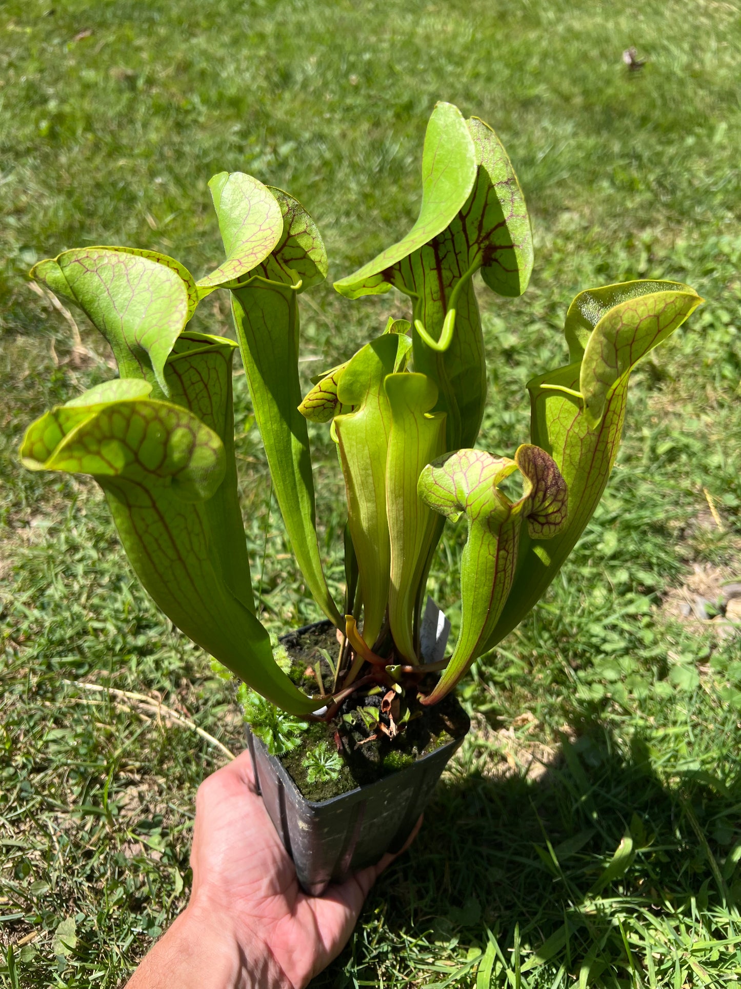 Sarracenia x catesbaei (relic site, Montgomery Co, NC)