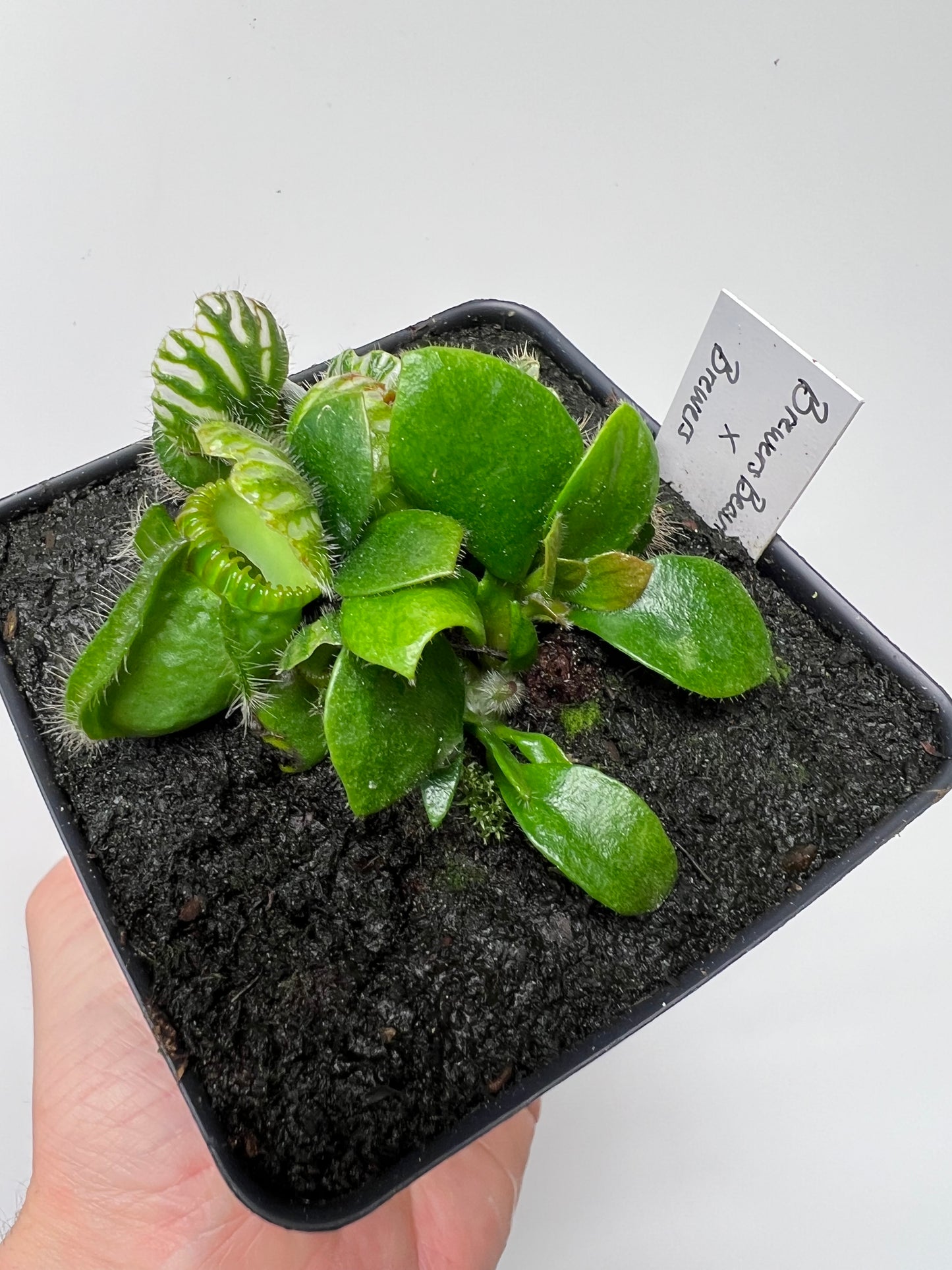 Cephalotus follicularis “Brewers Beauty” x “Brewers”