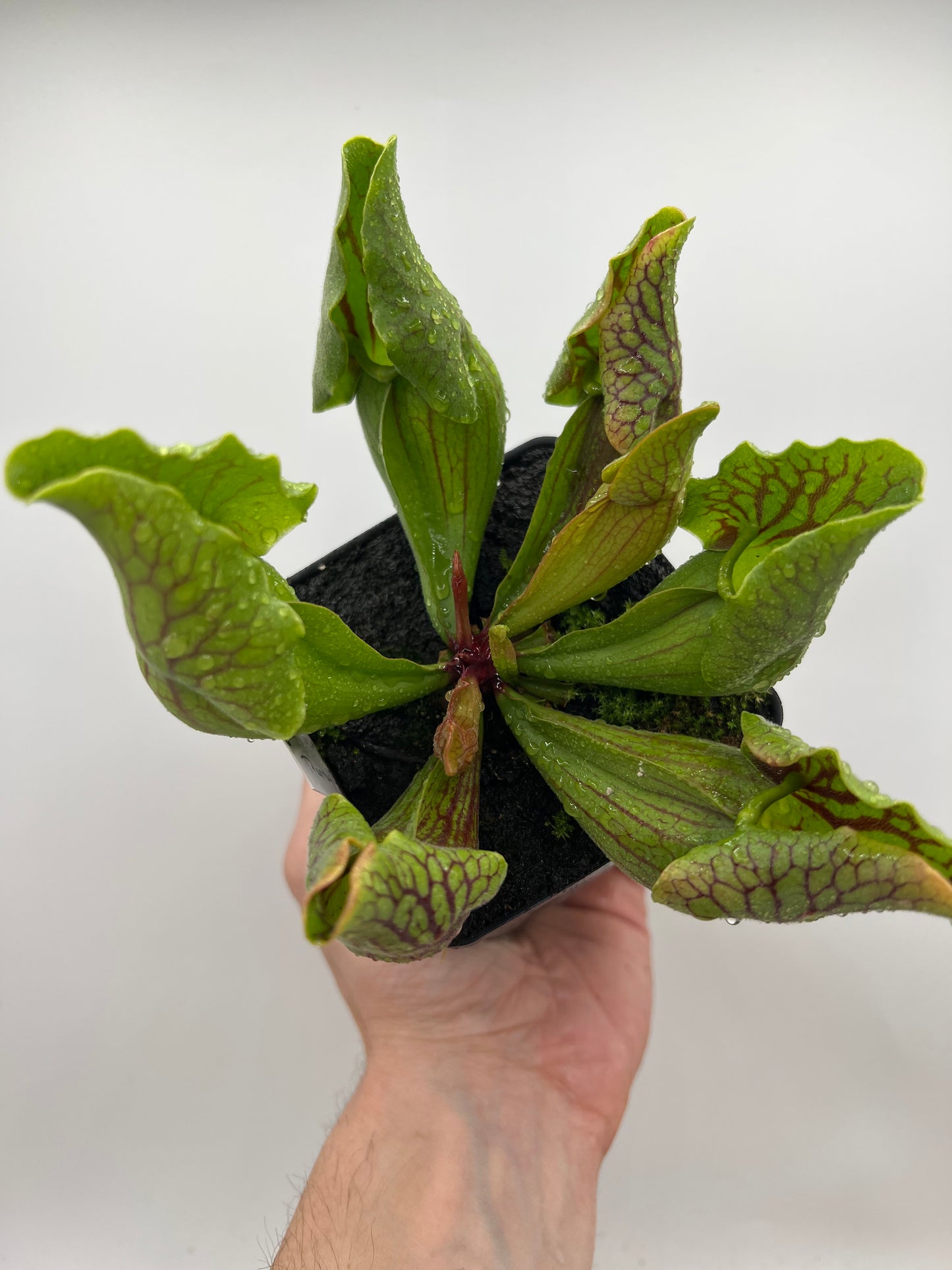 Sarracenia purpurea var. montana (Transylvania Co, NC) - Seed Grown #6