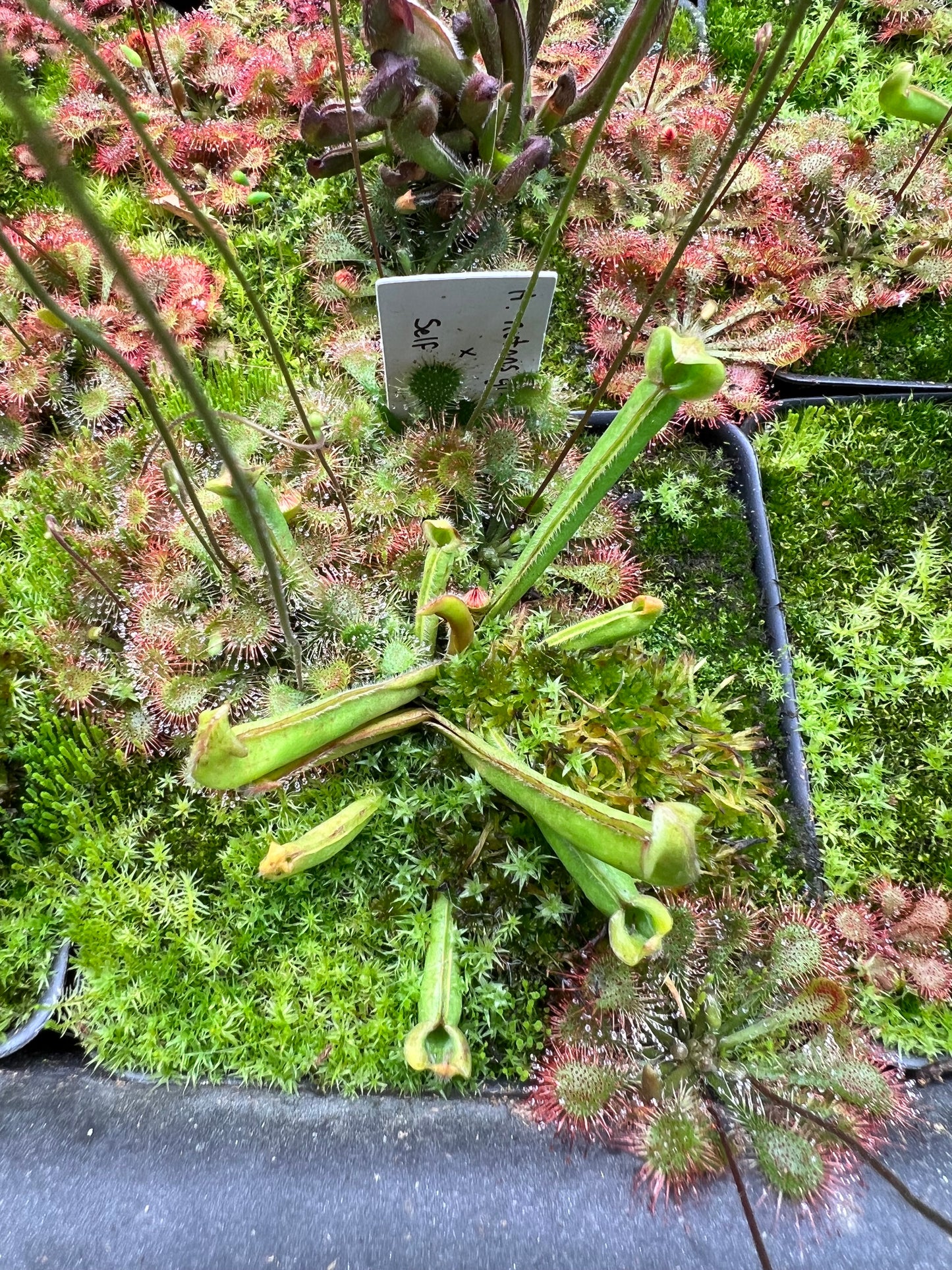 Heliamphora Nutans Giant x self (LC2 6.9.19)