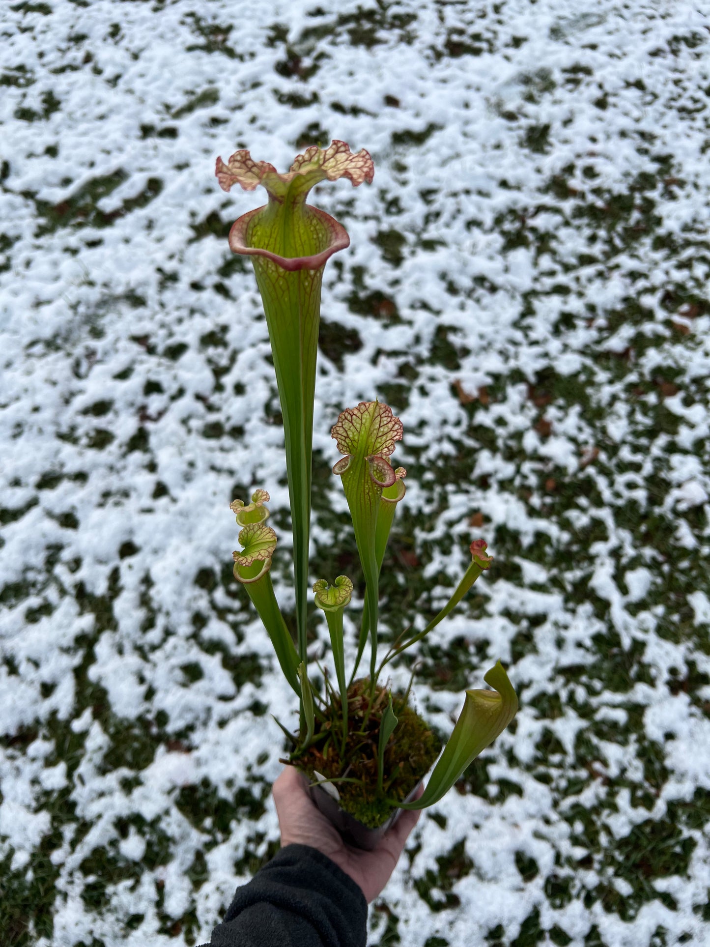 Sarracenia ‘Leah Wilkerson’ x ‘Adrian Slack’