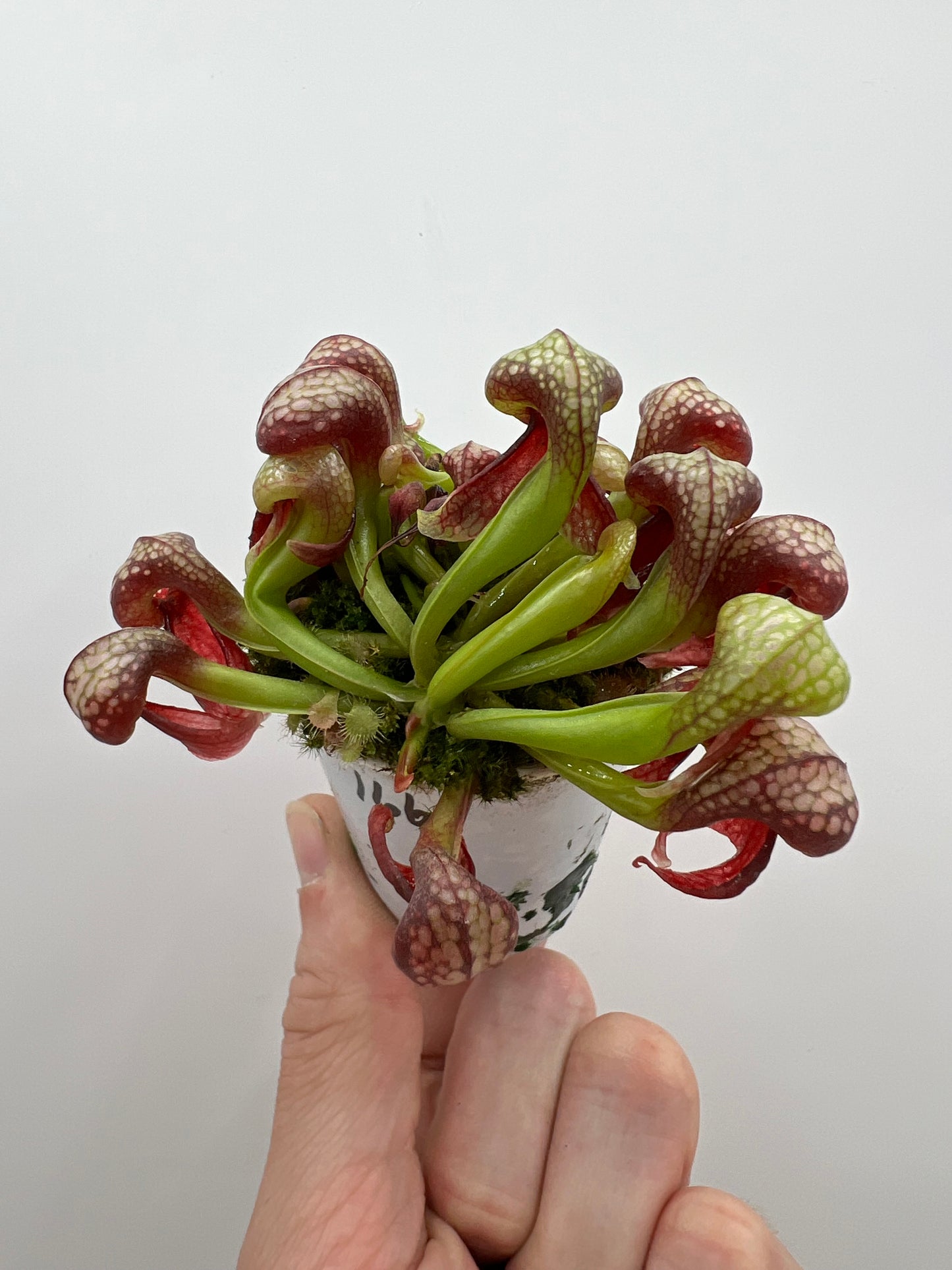 Darlingtonia californica (Cobra Pitcher Plant) - Seed Grown #166
