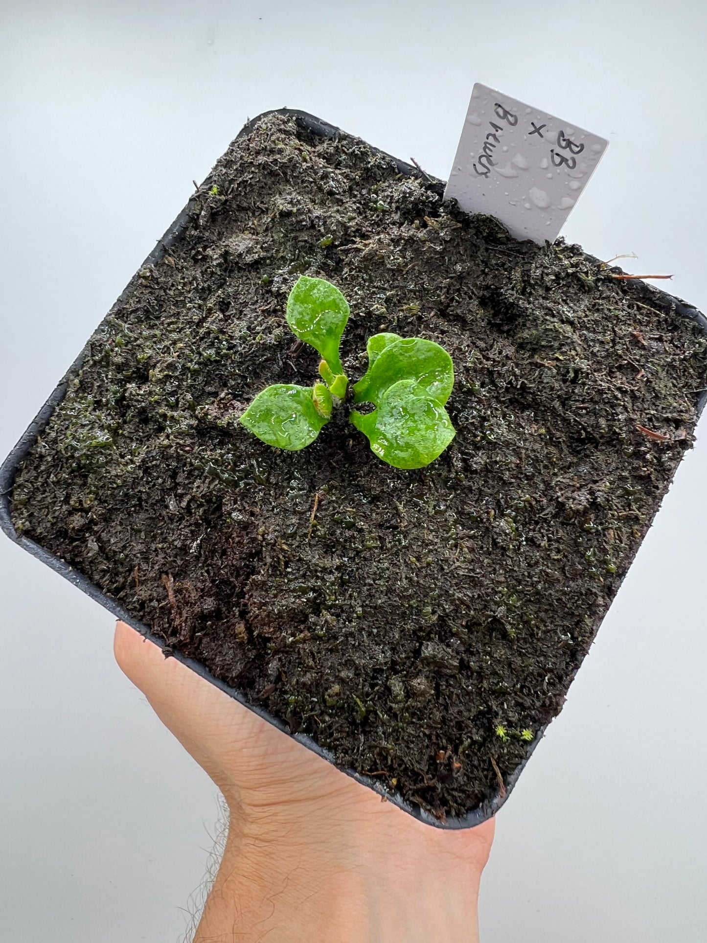 Cephalotus follicularis “Brewers Beauty” x “Brewers”