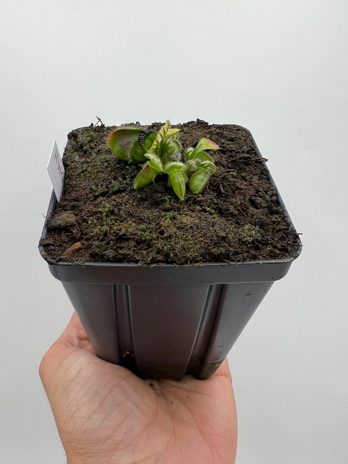 Cephalotus follicularis “Harald Weiner Giant” (aka True Giant)