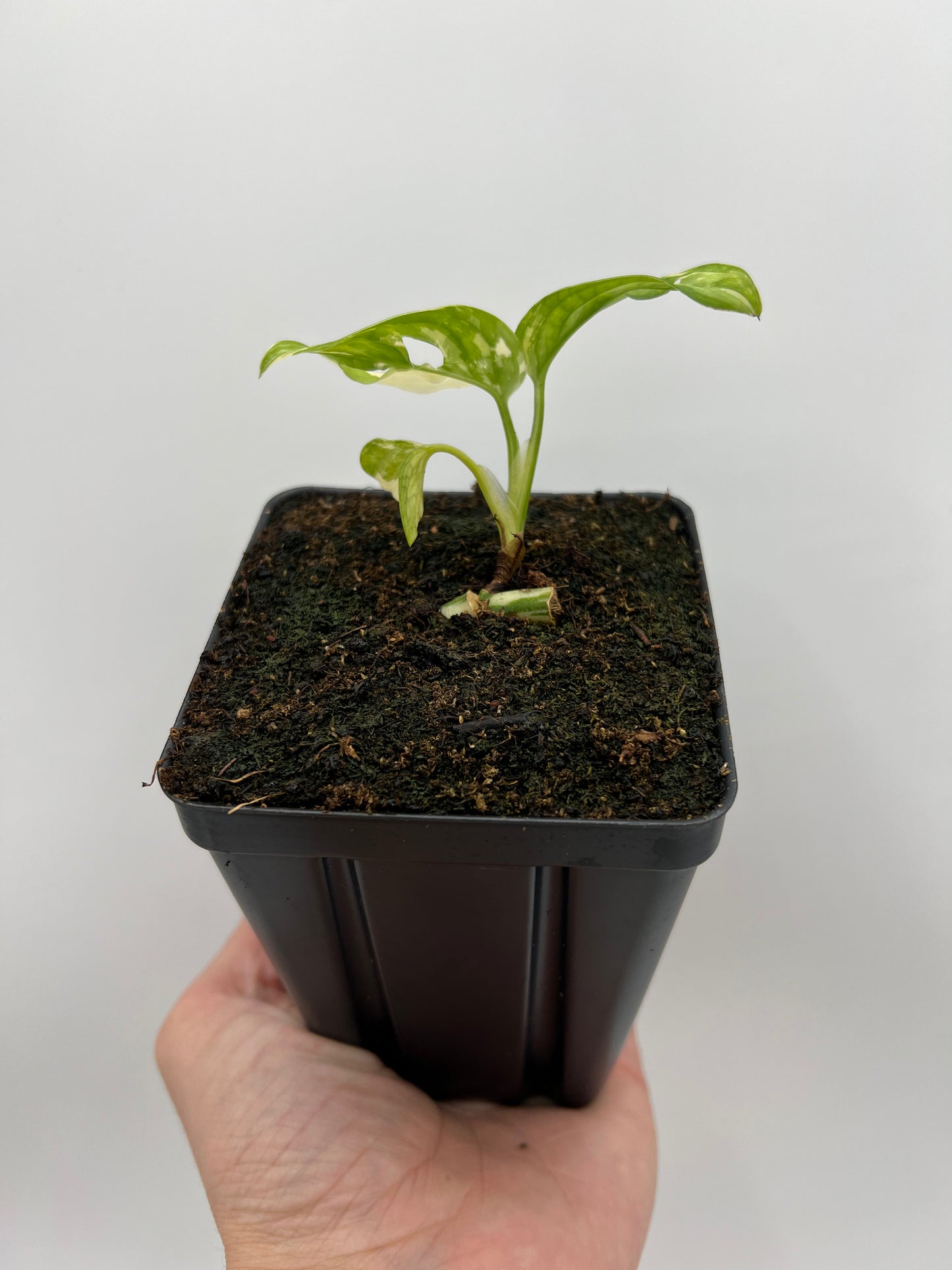 Monstera adansonii ‘Japanese Tricolor’