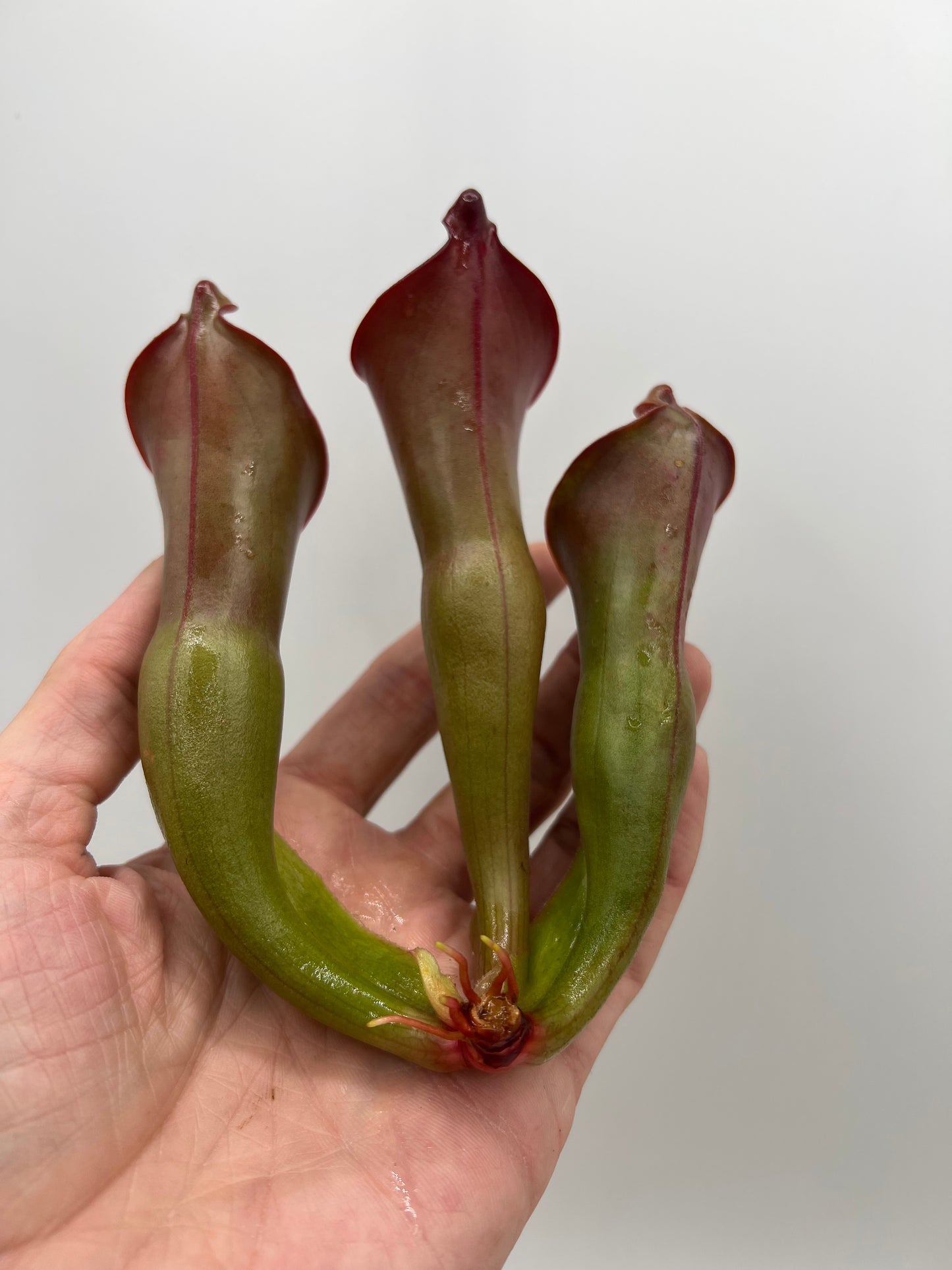 Heliamphora heterodoxa x ionasi