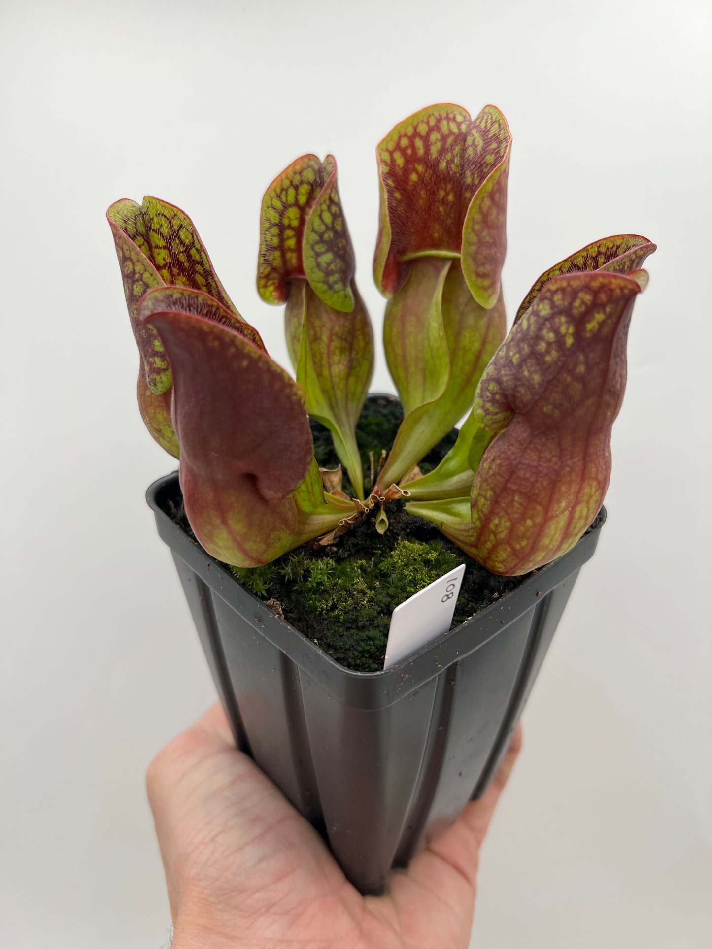 Sarracenia purpurea ssp. purpurea (Centre Co, PA) - Seed Grown #108