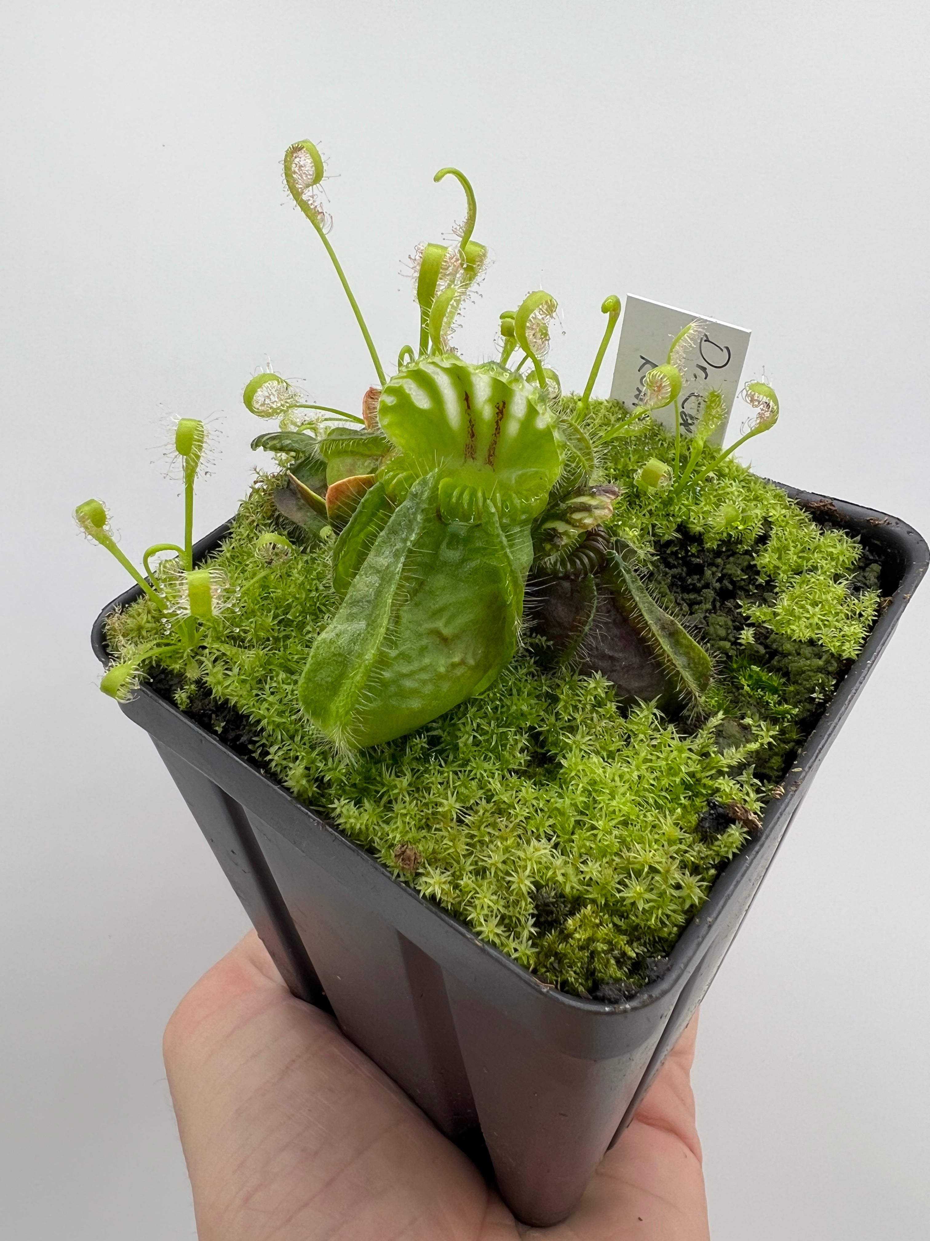Cephalotus follicularis “Dr. Eberhard König” – Little Carnivores