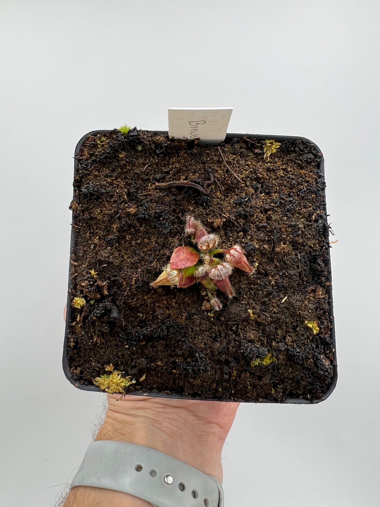Cephalotus follicularis “Brewers Giant”