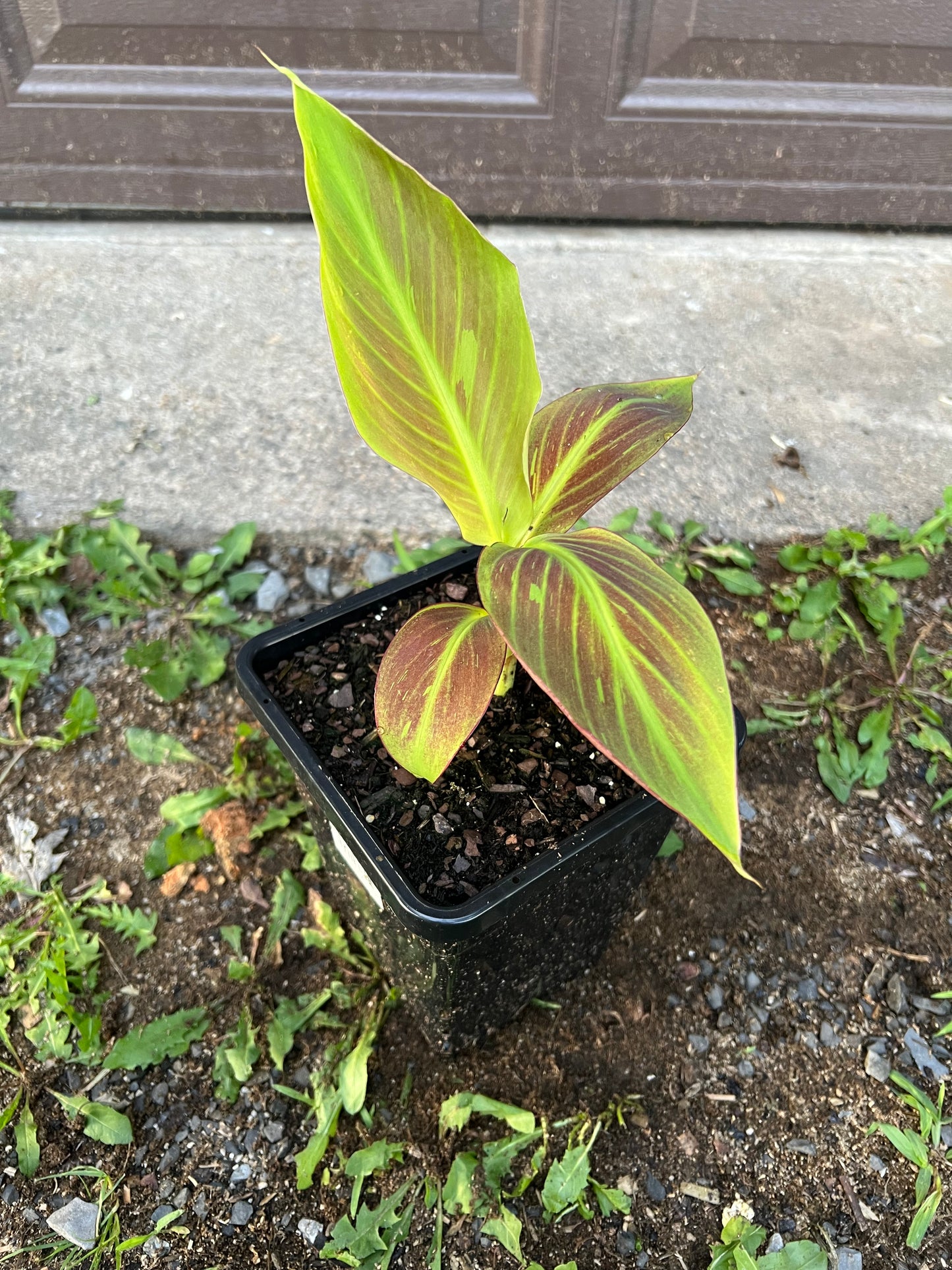 Musa ‘Siam Ruby’