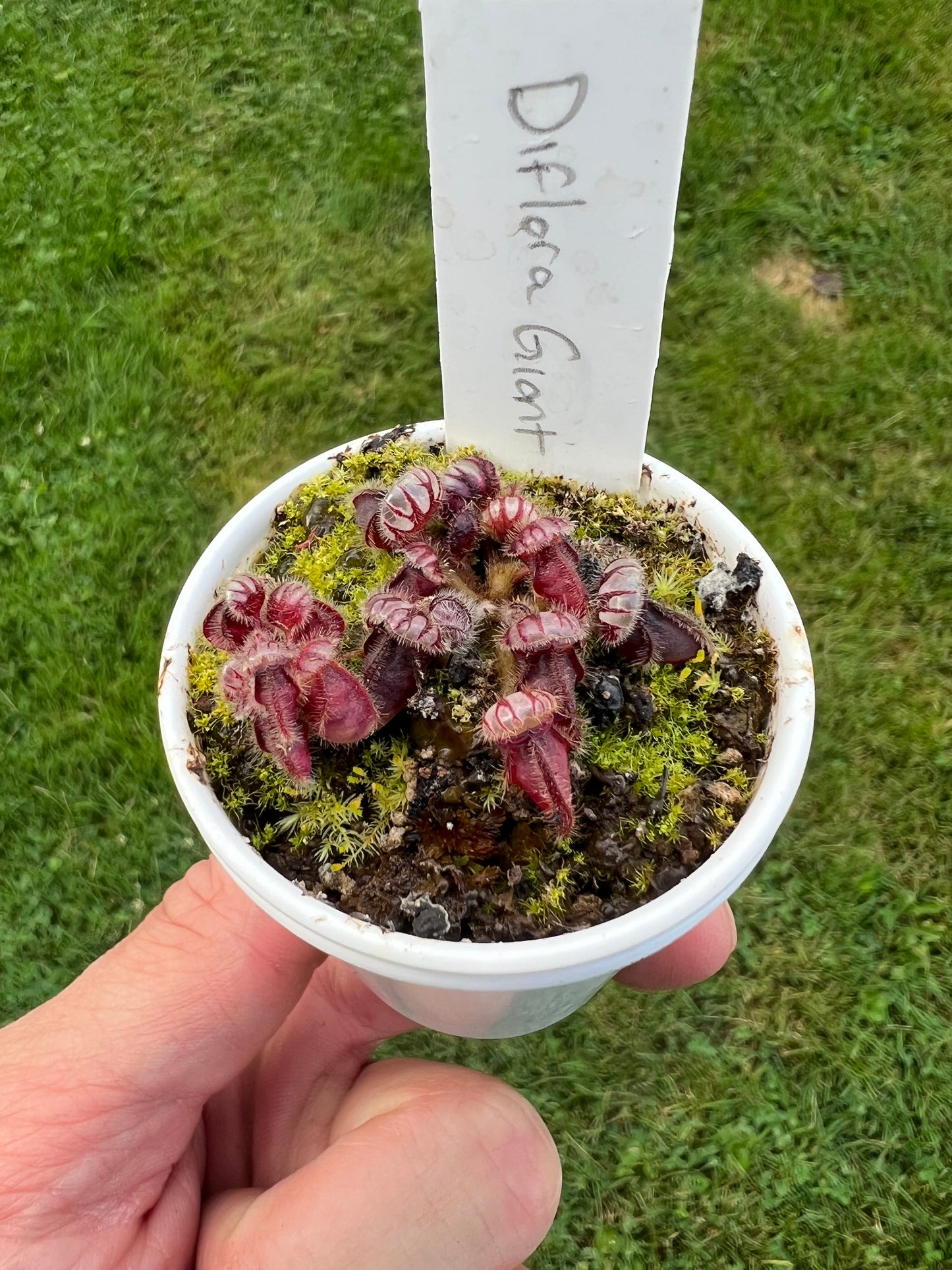 Cephalotus follicularis “Diflora giant” - Small