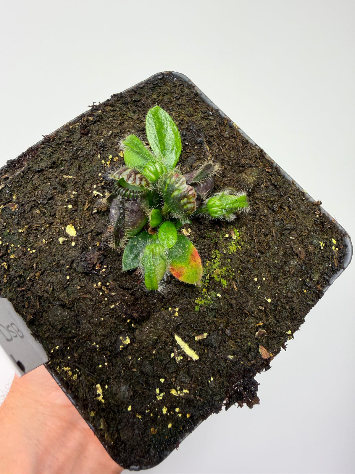 Cephalotus follicularis “David Švarc Black” - *Rare* (6)