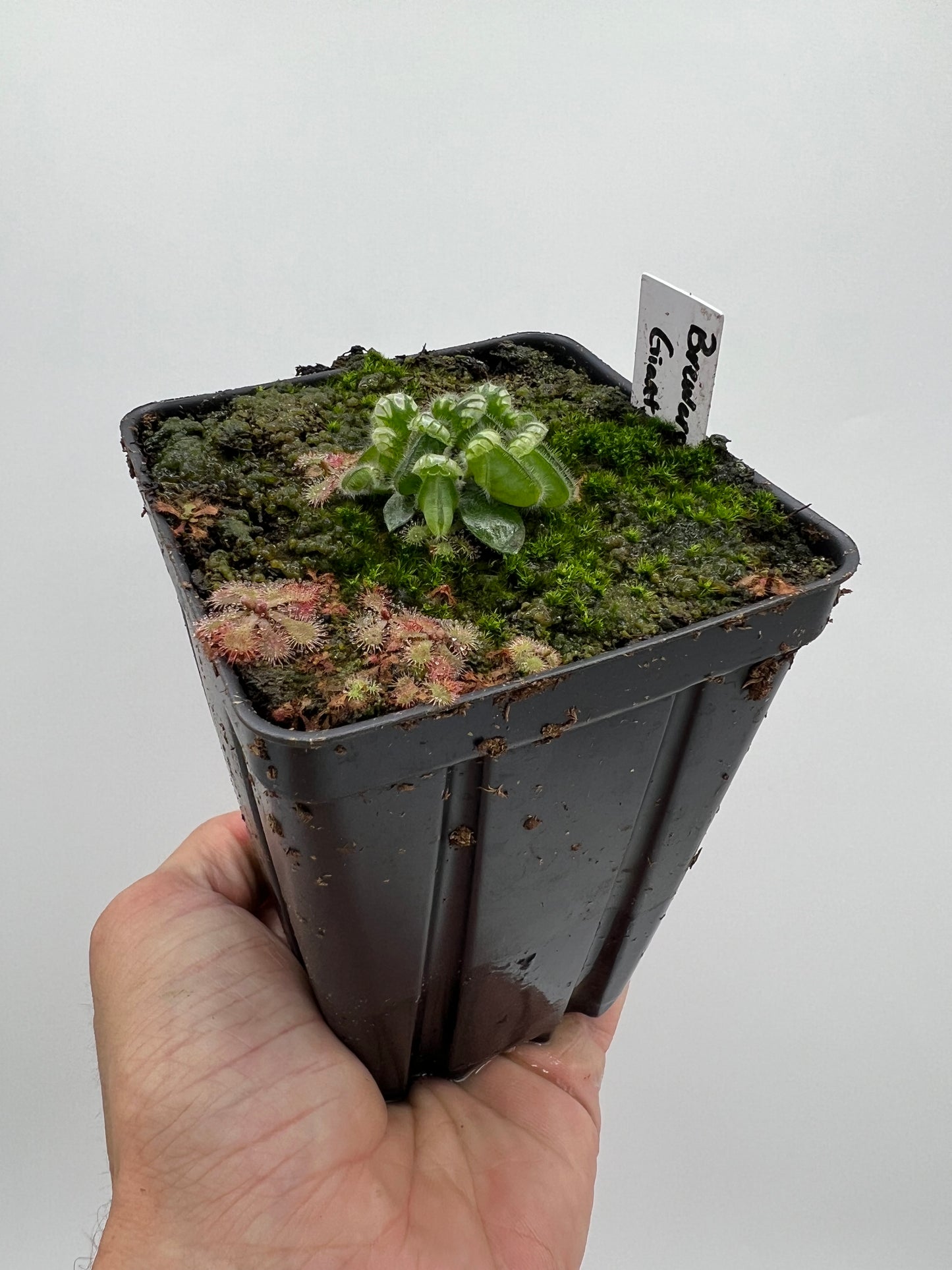 Cephalotus follicularis “Brewers Giant”