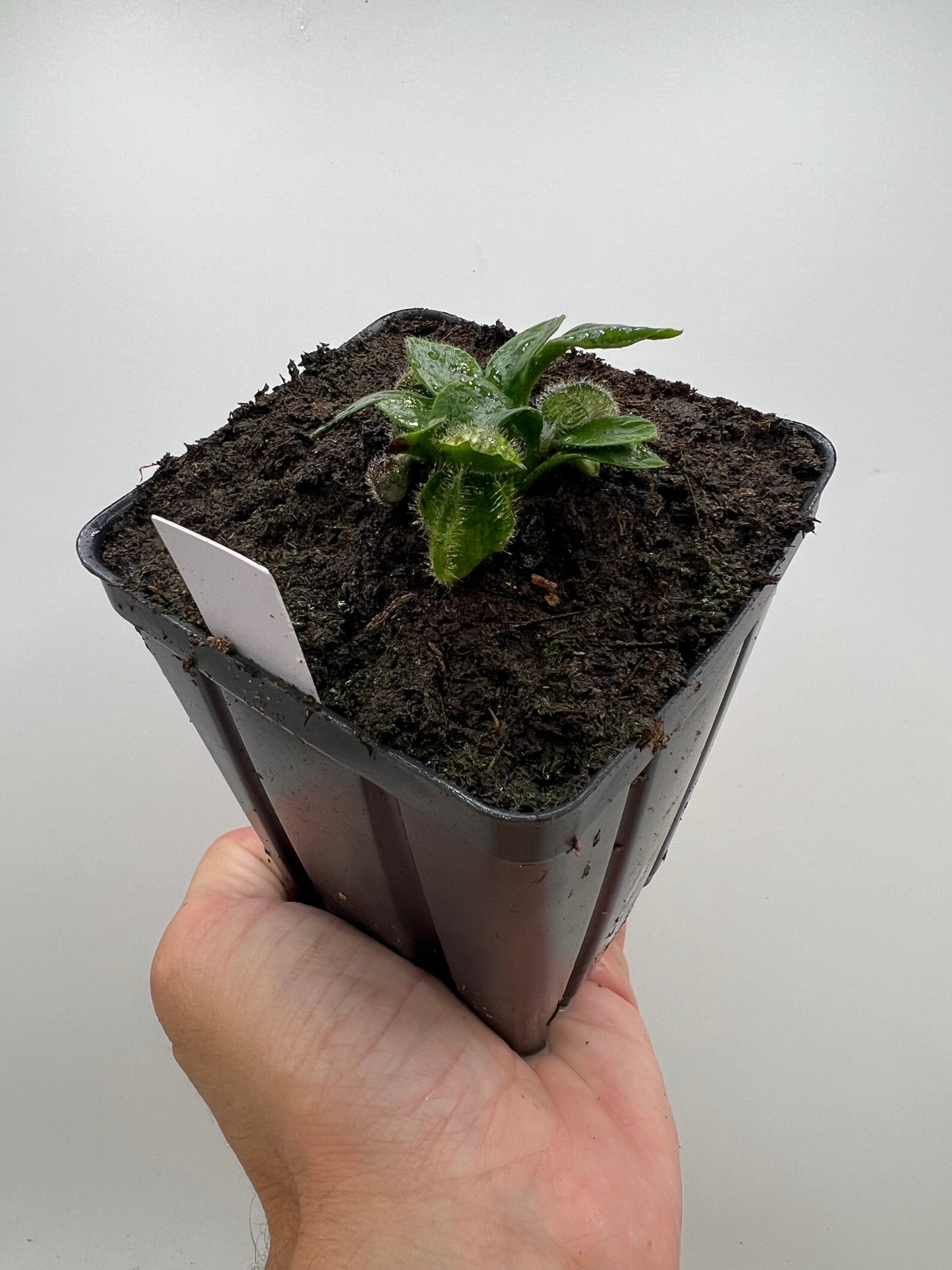 Cephalotus follicularis “Hampshire Red”