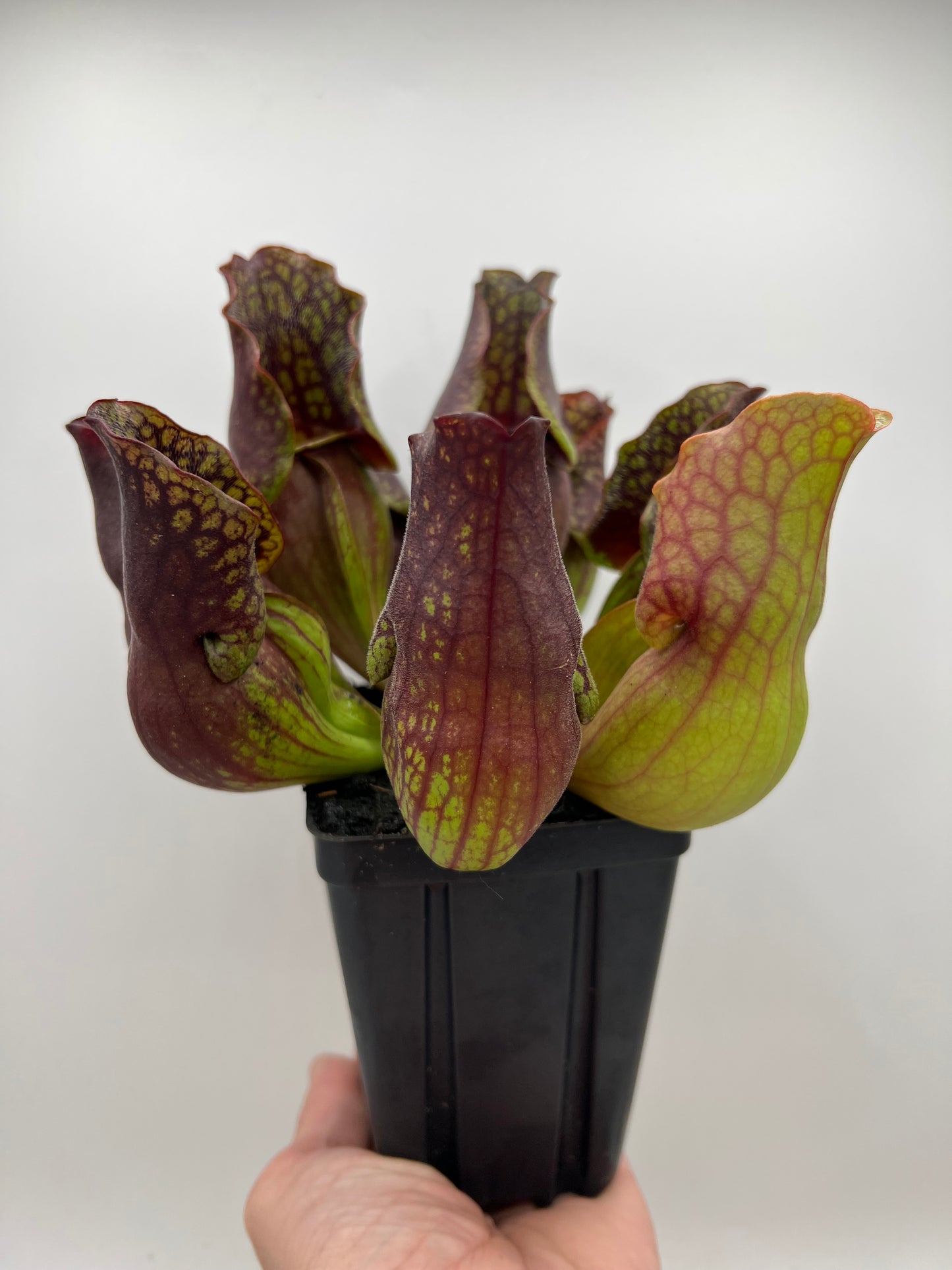 Sarracenia purpurea ssp. purpurea (Centre Co, PA) - Seed Grown #110
