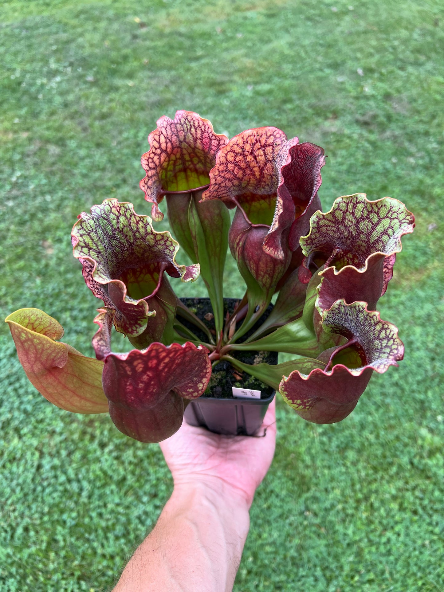 Sarracenia purpurea ssp. purpurea “Special” #7