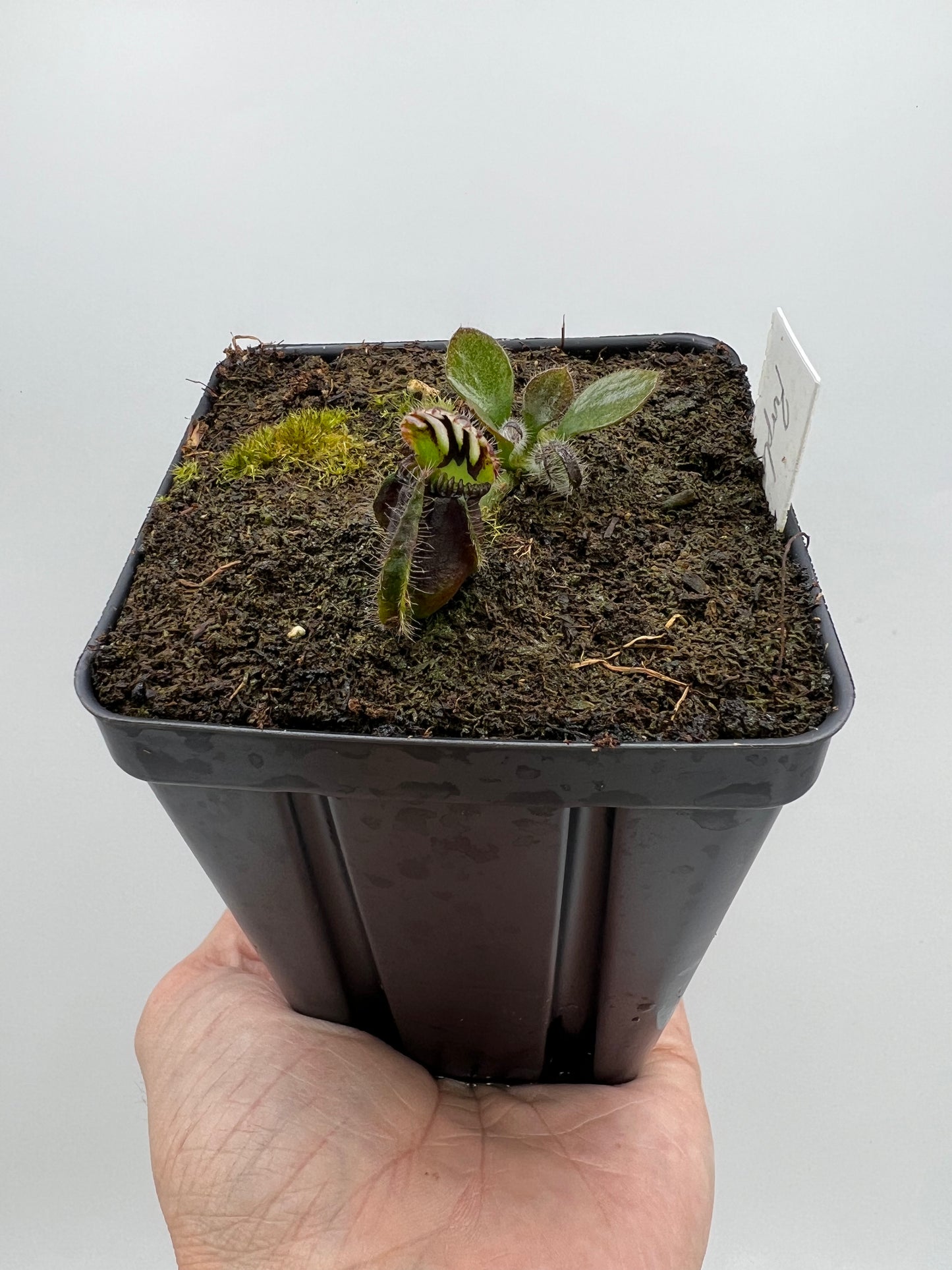 Cephalotus follicularis “Purple/Black” - Eric Smooth