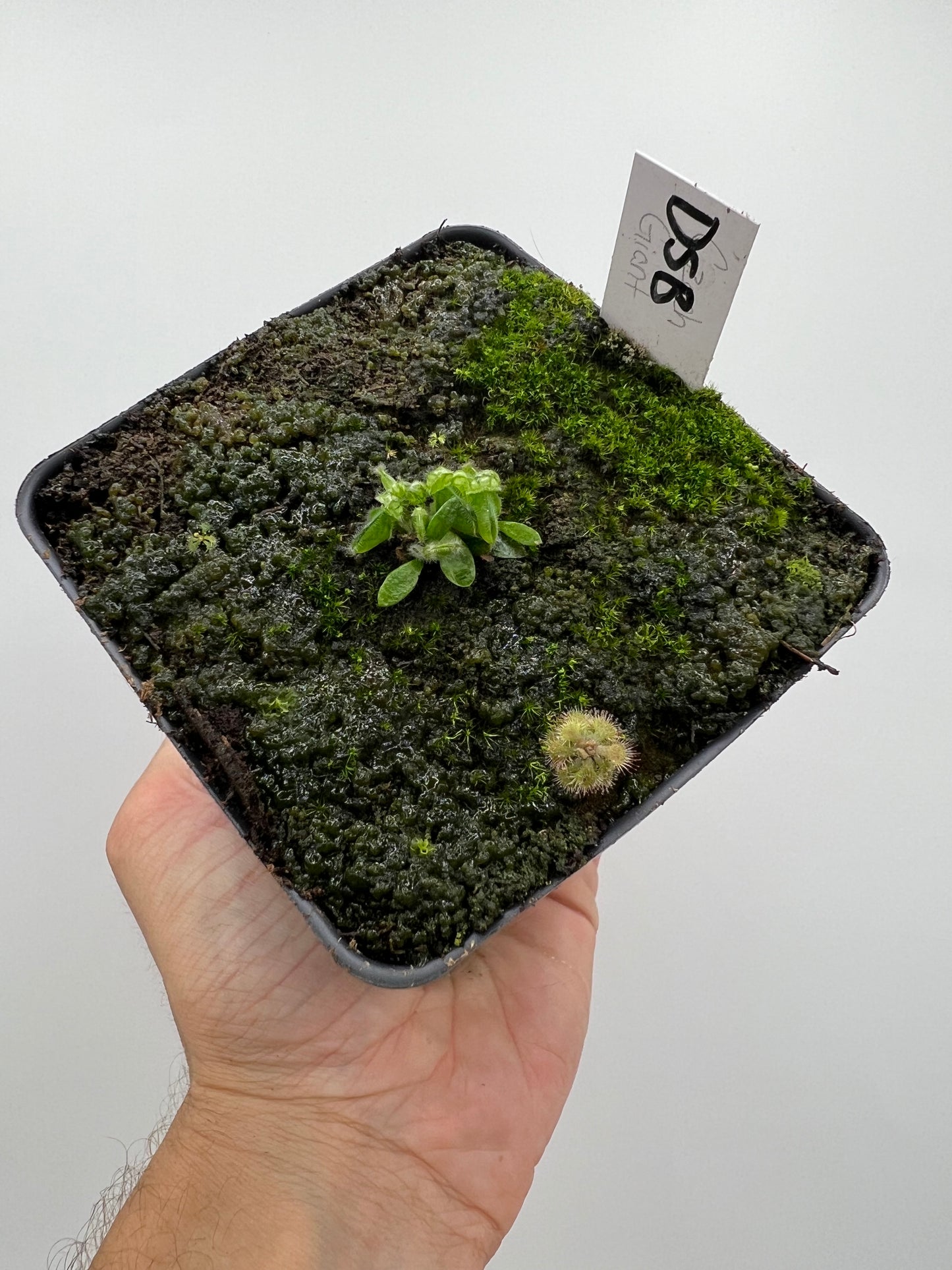 Cephalotus follicularis “David Švarc Black”