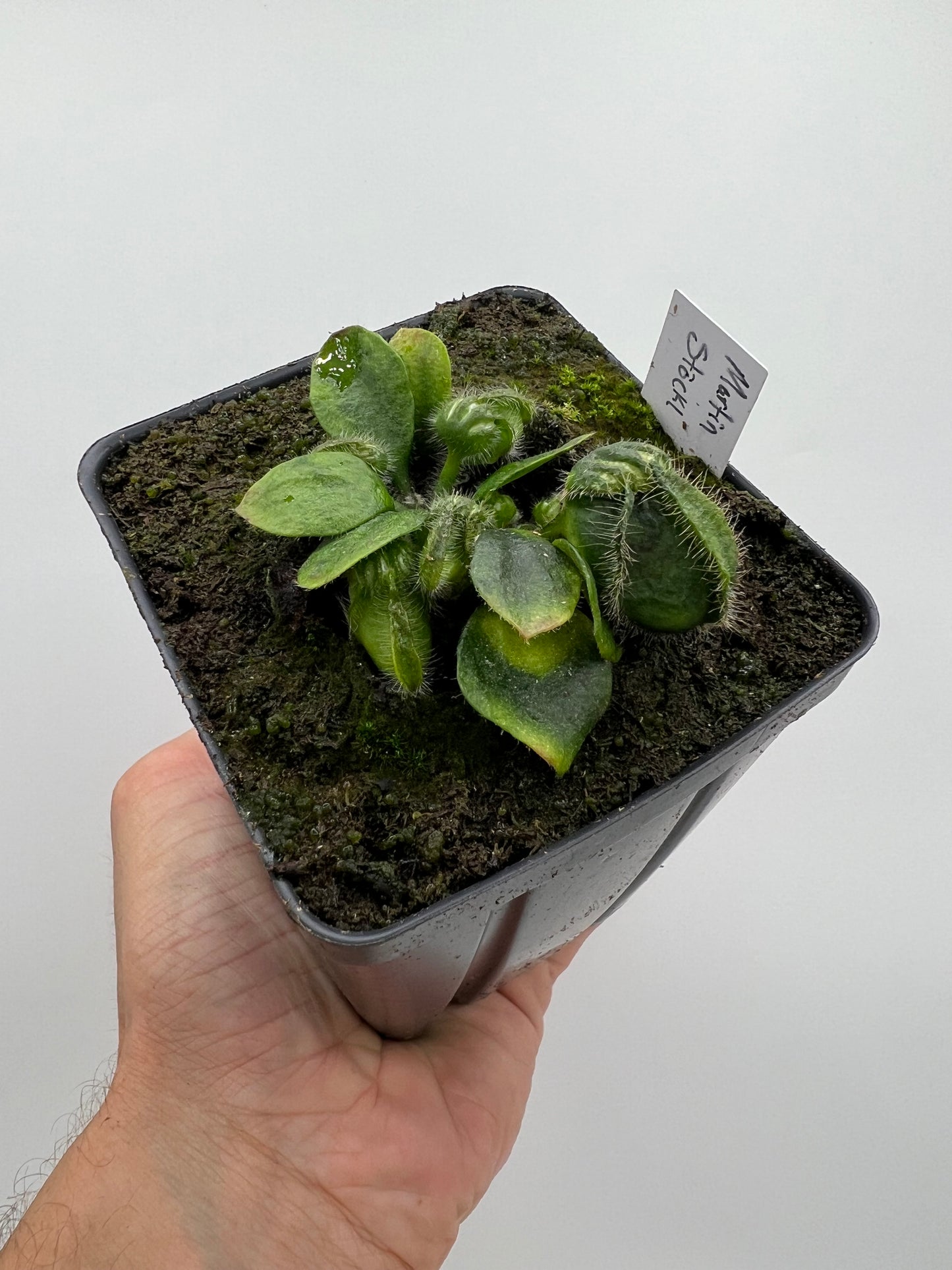 Cephalotus follicularis “Martin Stöckl”