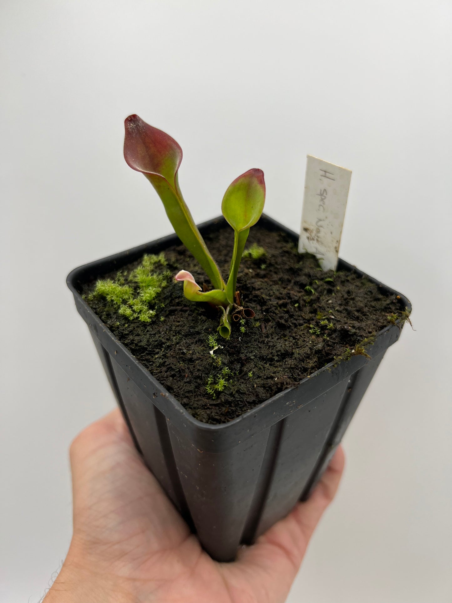 Heliamphora spec. nov. Angasima