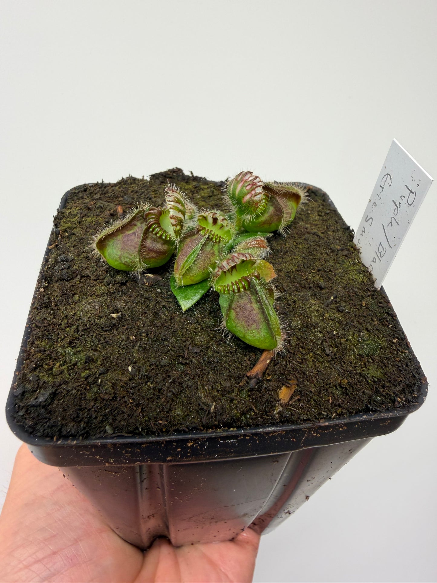Cephalotus follicularis “Purple/Black” - Eric Smooth