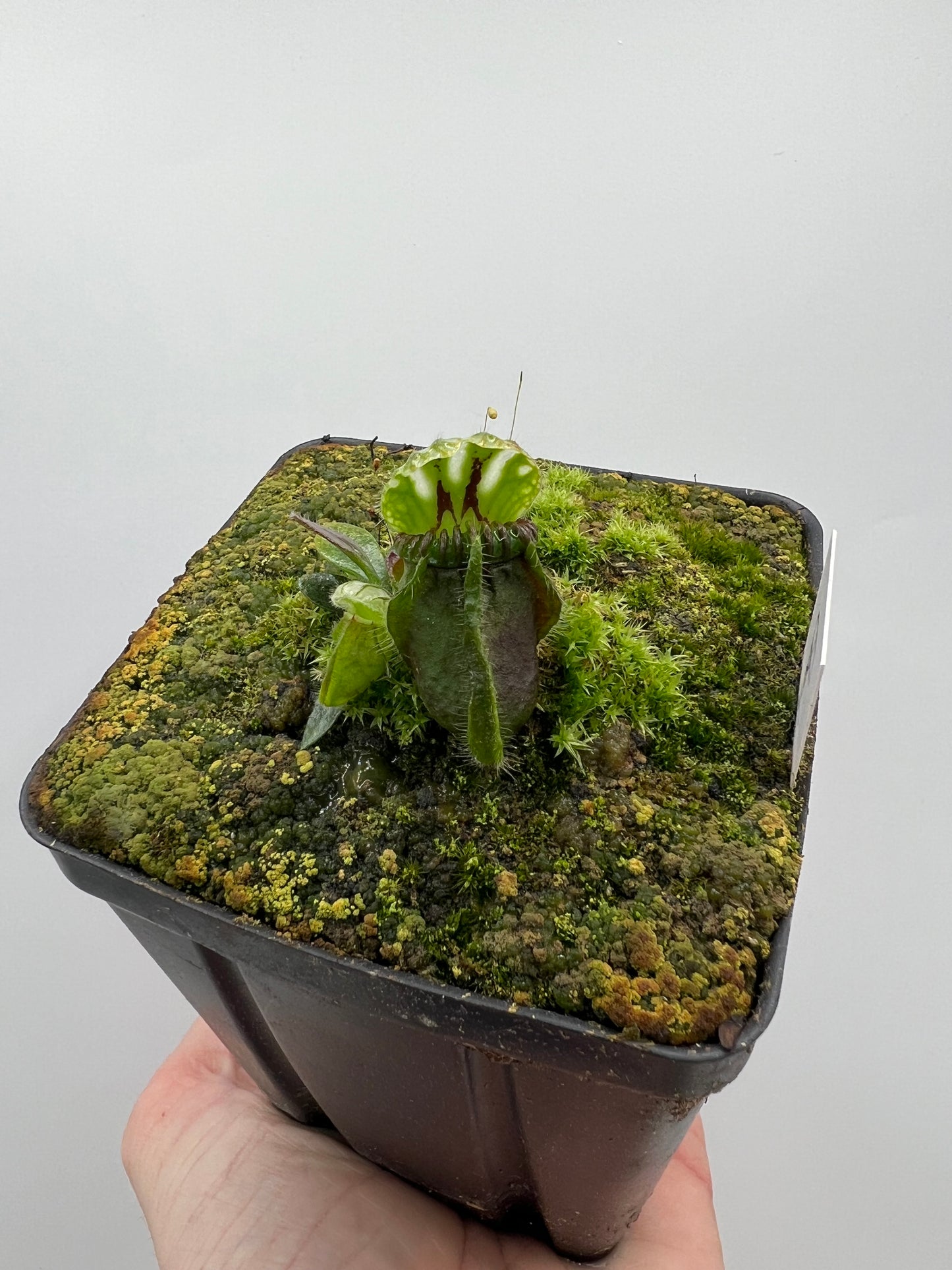 Cephalotus follicularis “Dr. Eberhard König”
