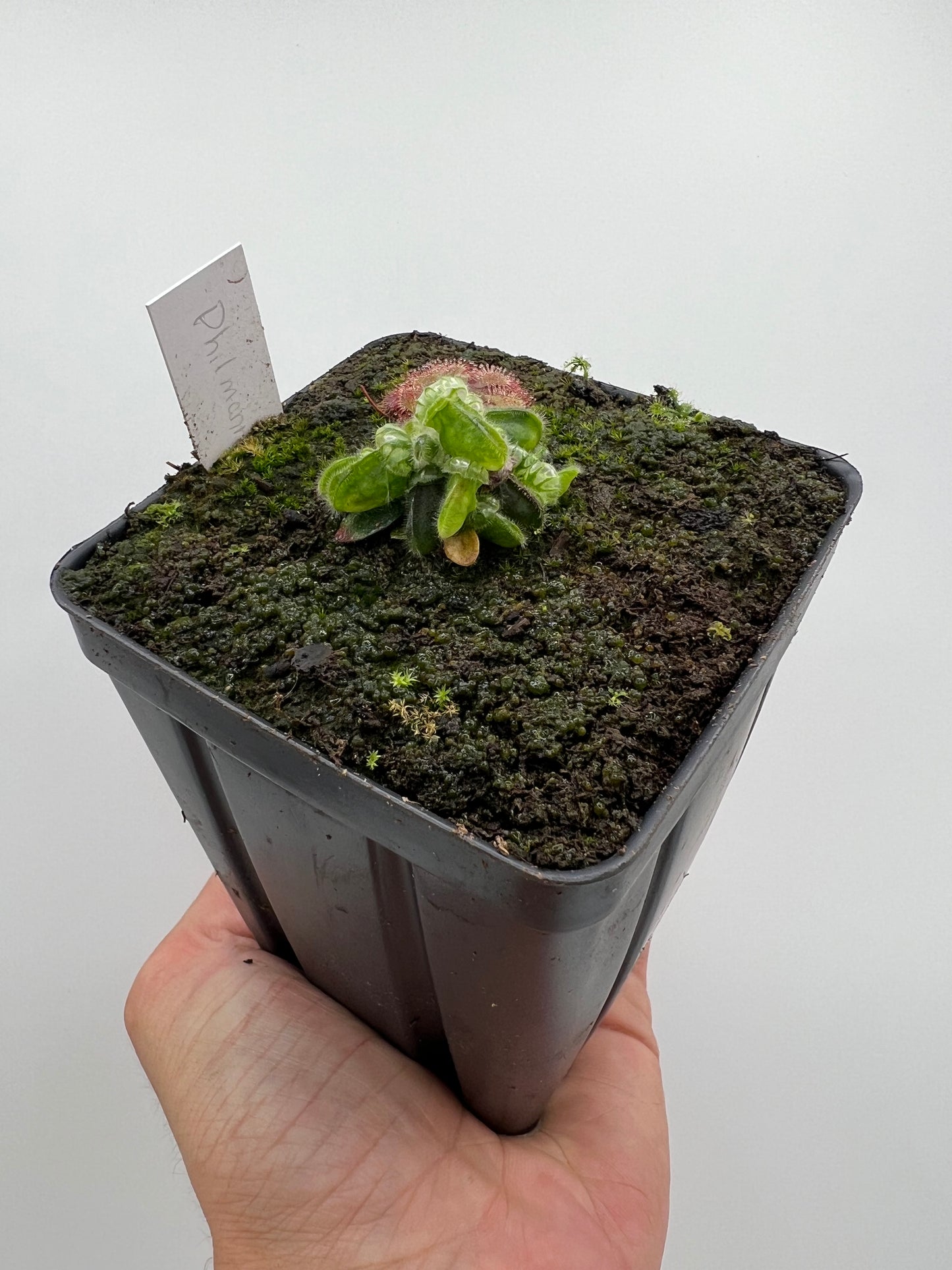 Cephalotus follicularis “Phil Mann” x “Hummers Giant”