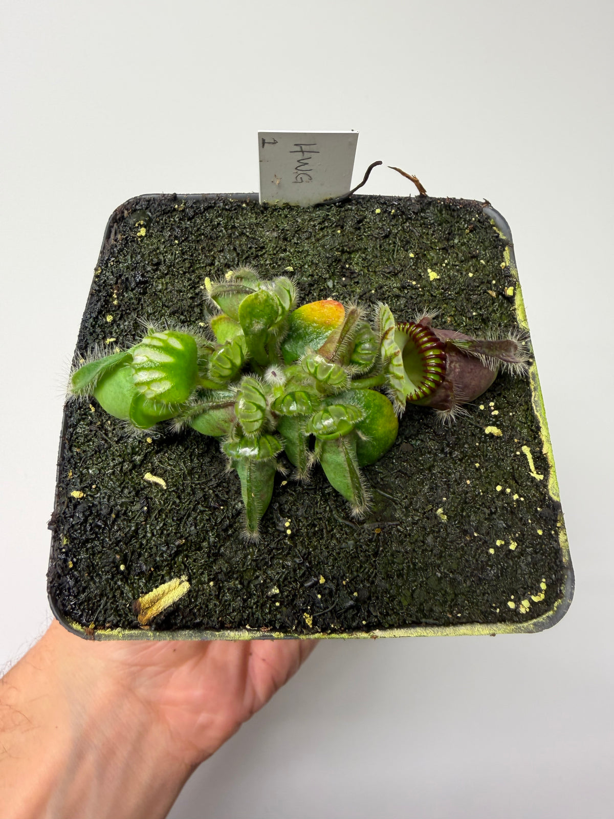 Cephalotus follicularis “Harald Weiner Giant” (aka True Giant) #1 - *Rare*