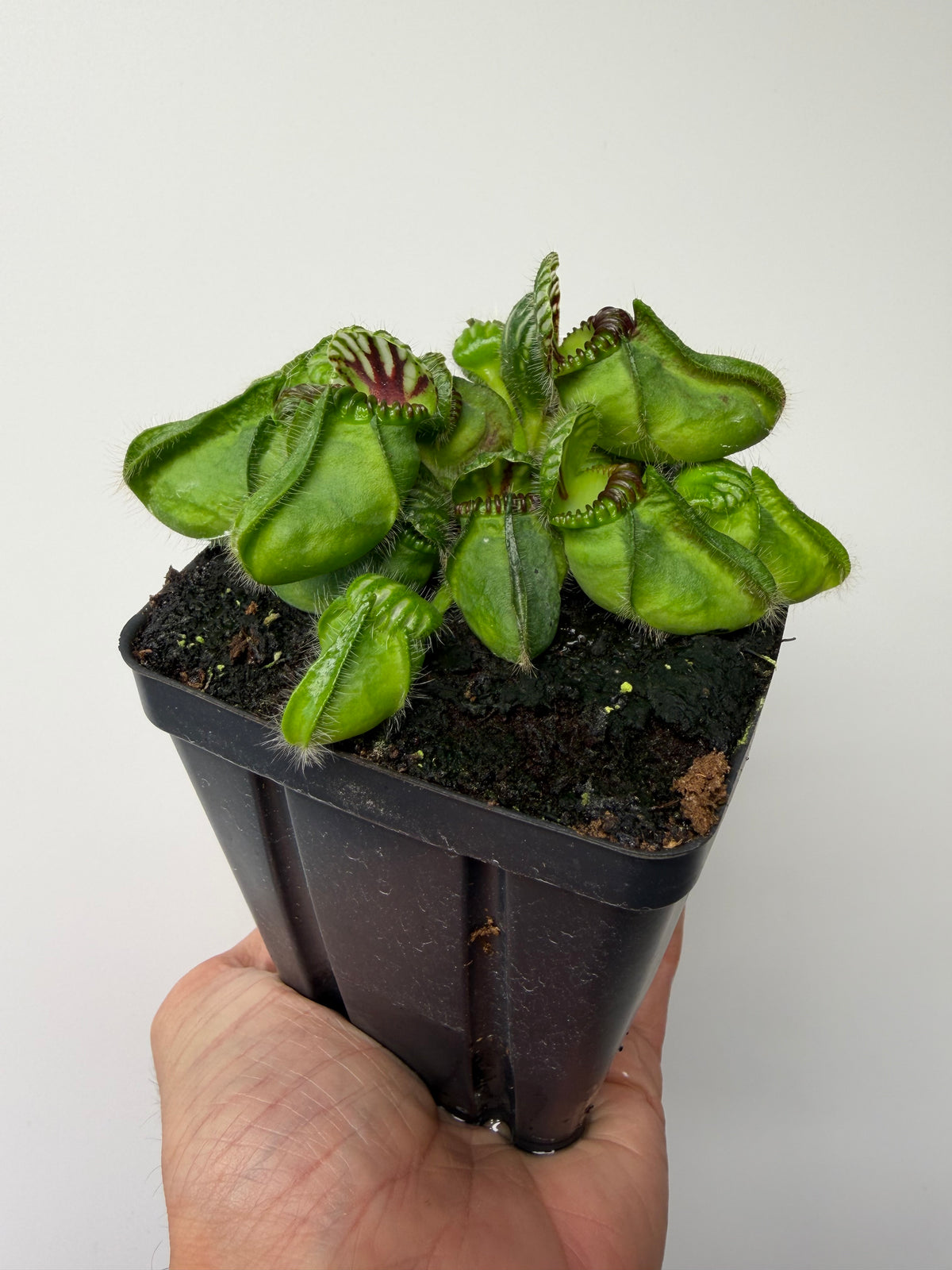 Cephalotus follicularis “Broke Inlet” #2
