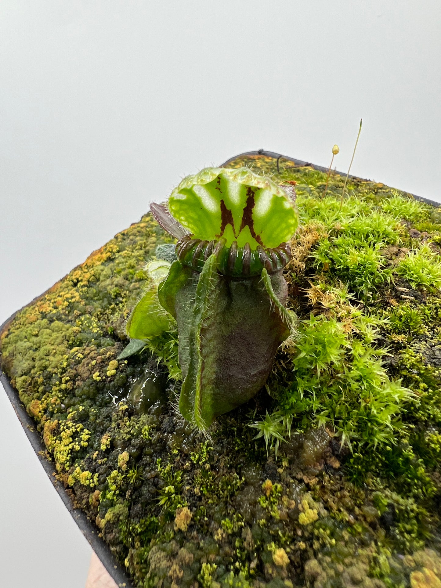 Cephalotus follicularis “Dr. Eberhard König”