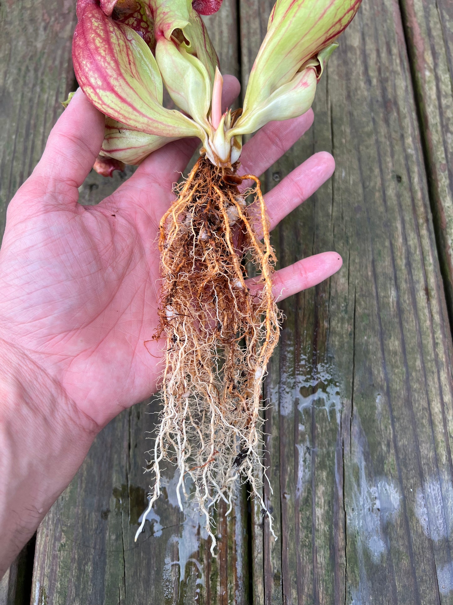 Sarracenia purpurea “Rufflestiltskin”