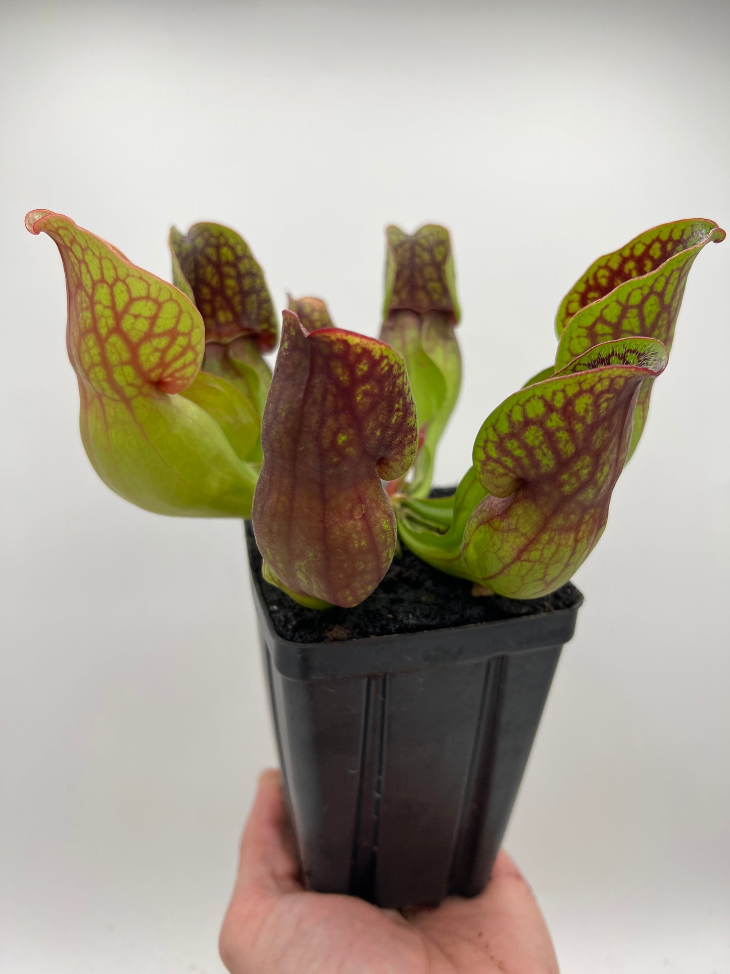 Sarracenia purpurea ssp. purpurea (Centre Co, PA) - Seed Grown #96