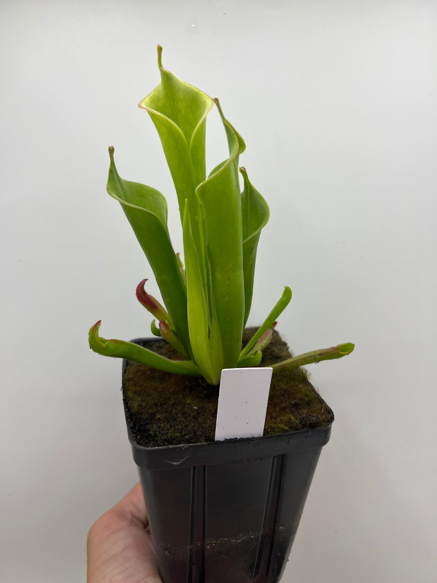 Heliamphora tatei (Cerro Duida)